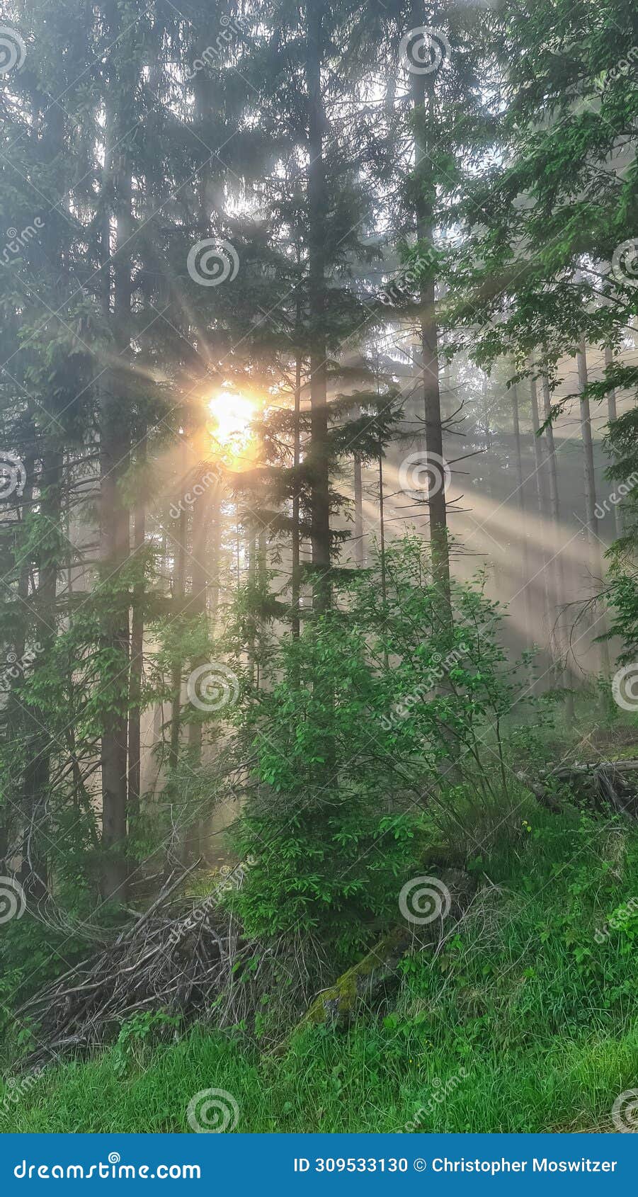 petzen - morning vibes of sun rays shinning through dense forest in carinthia, austria