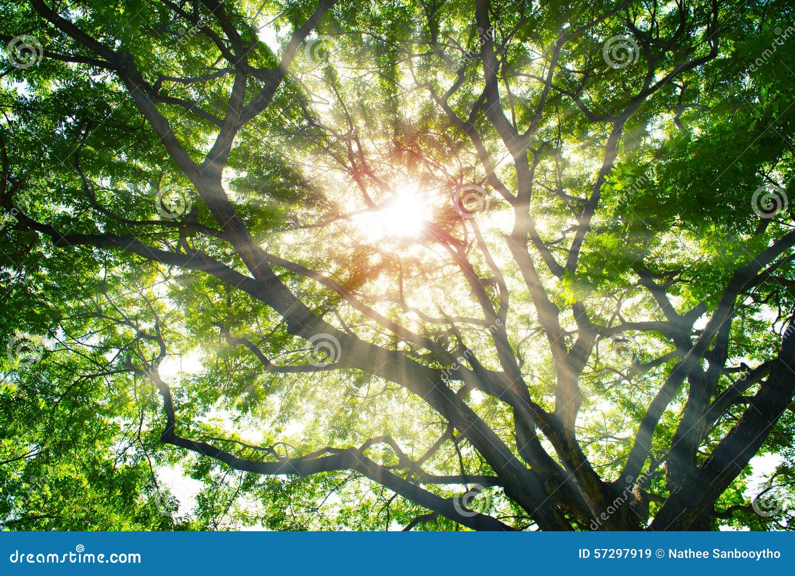 Sun Rays Shining through Trees Stock Image Image of afternoon