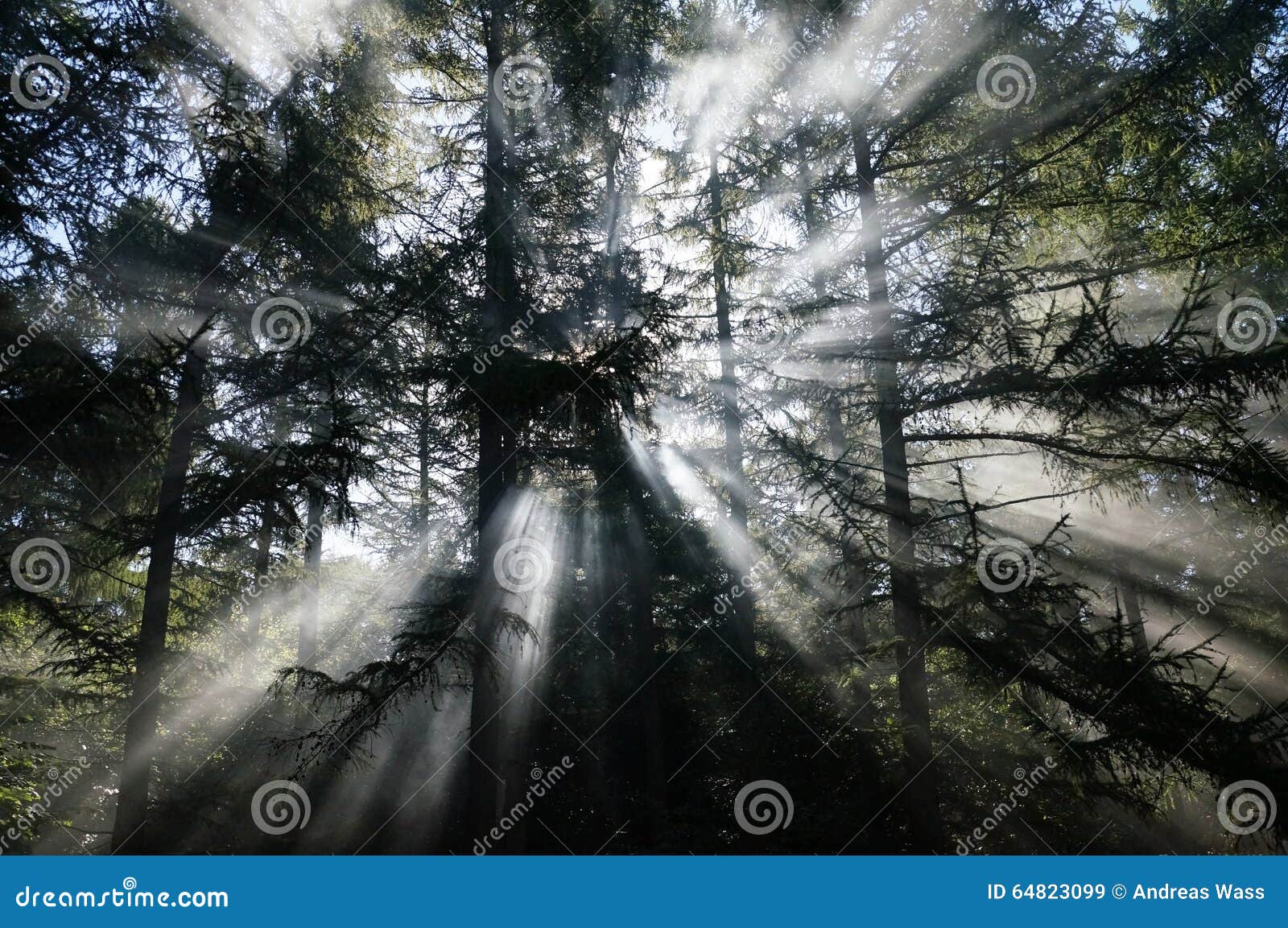 Sun Rays and Smoke Create a Mystical Atmosphere in a Forest Stock Image