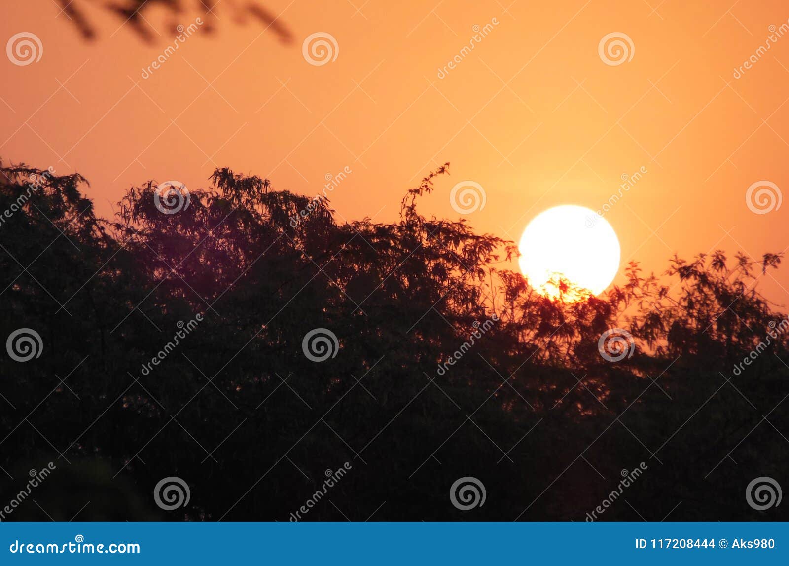 Tree and Rising Sun  Sunrise, Beautiful nature pictures, Sun view
