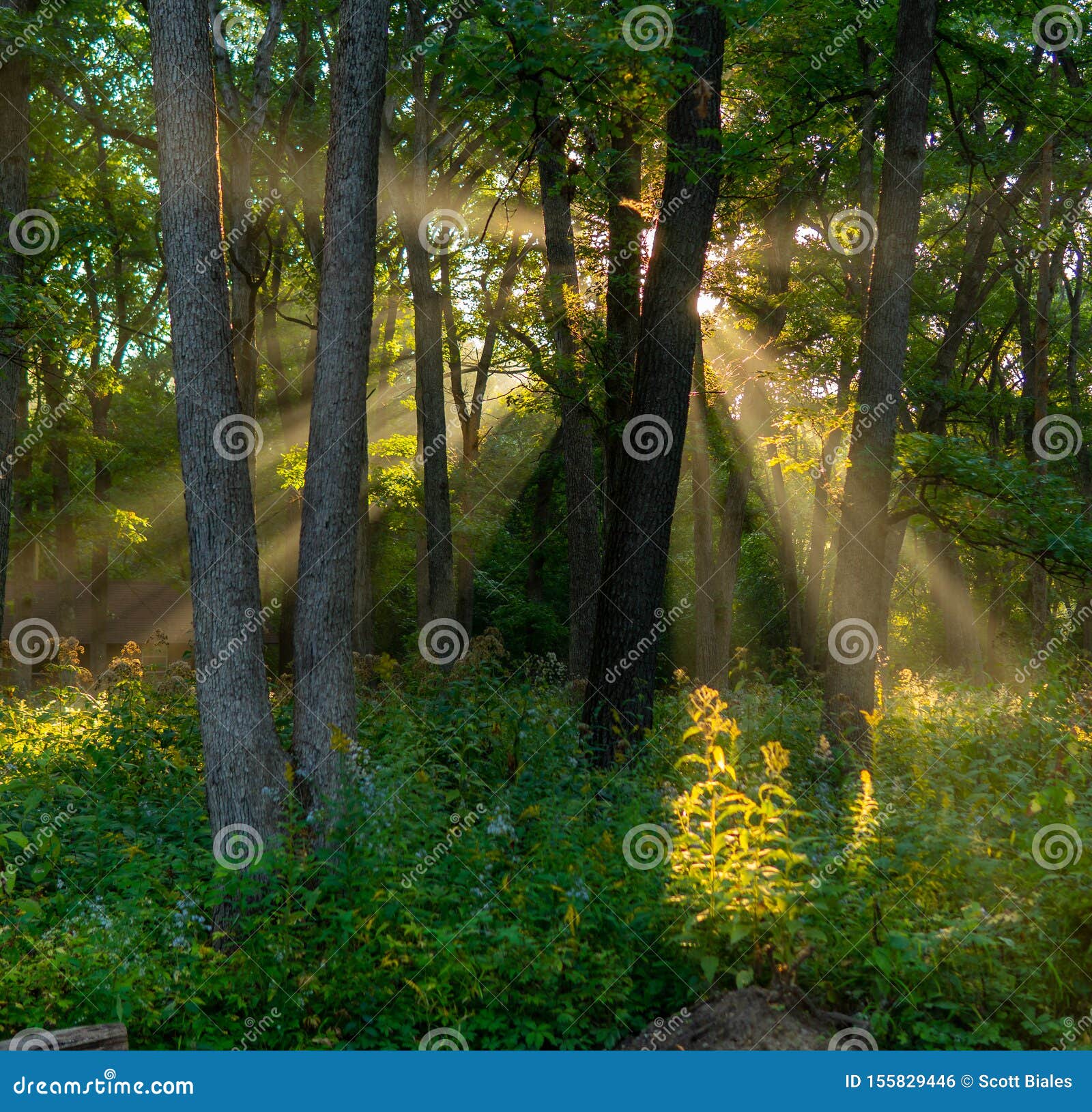 Sunlight Shining Through Trees In Forest Stock Photo Image Of Road Natural
