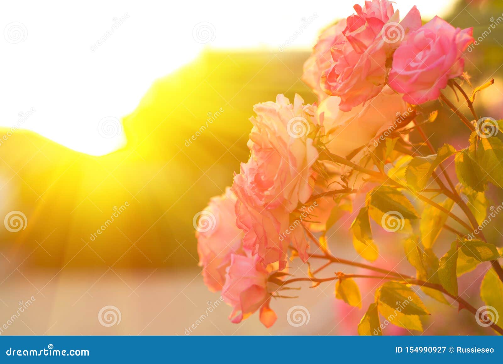 Sun and roses stock image. Image of white, garden, blossom 154990927