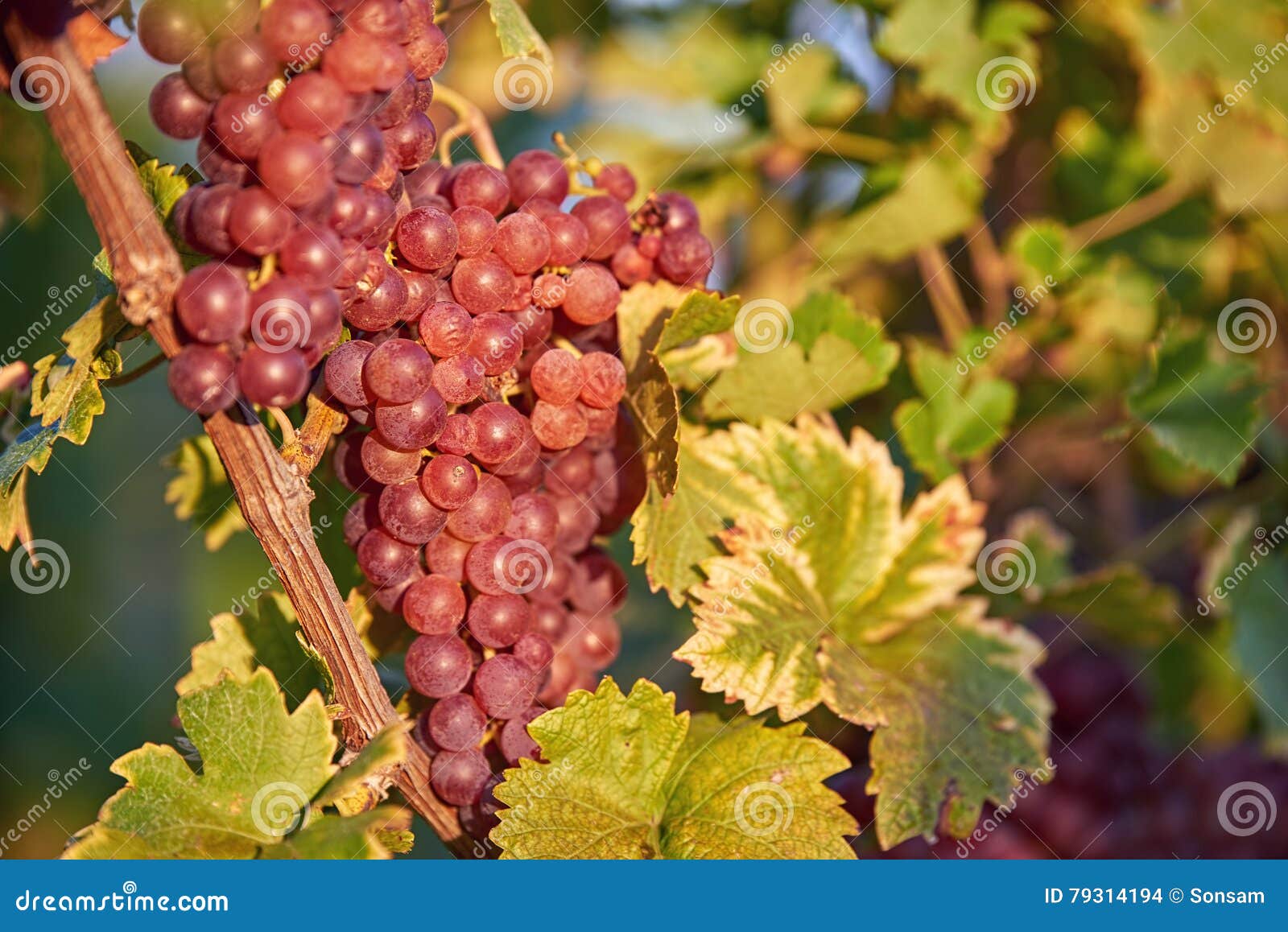 Sun setting on Red grapes stock photo. Image of grapes 79314194