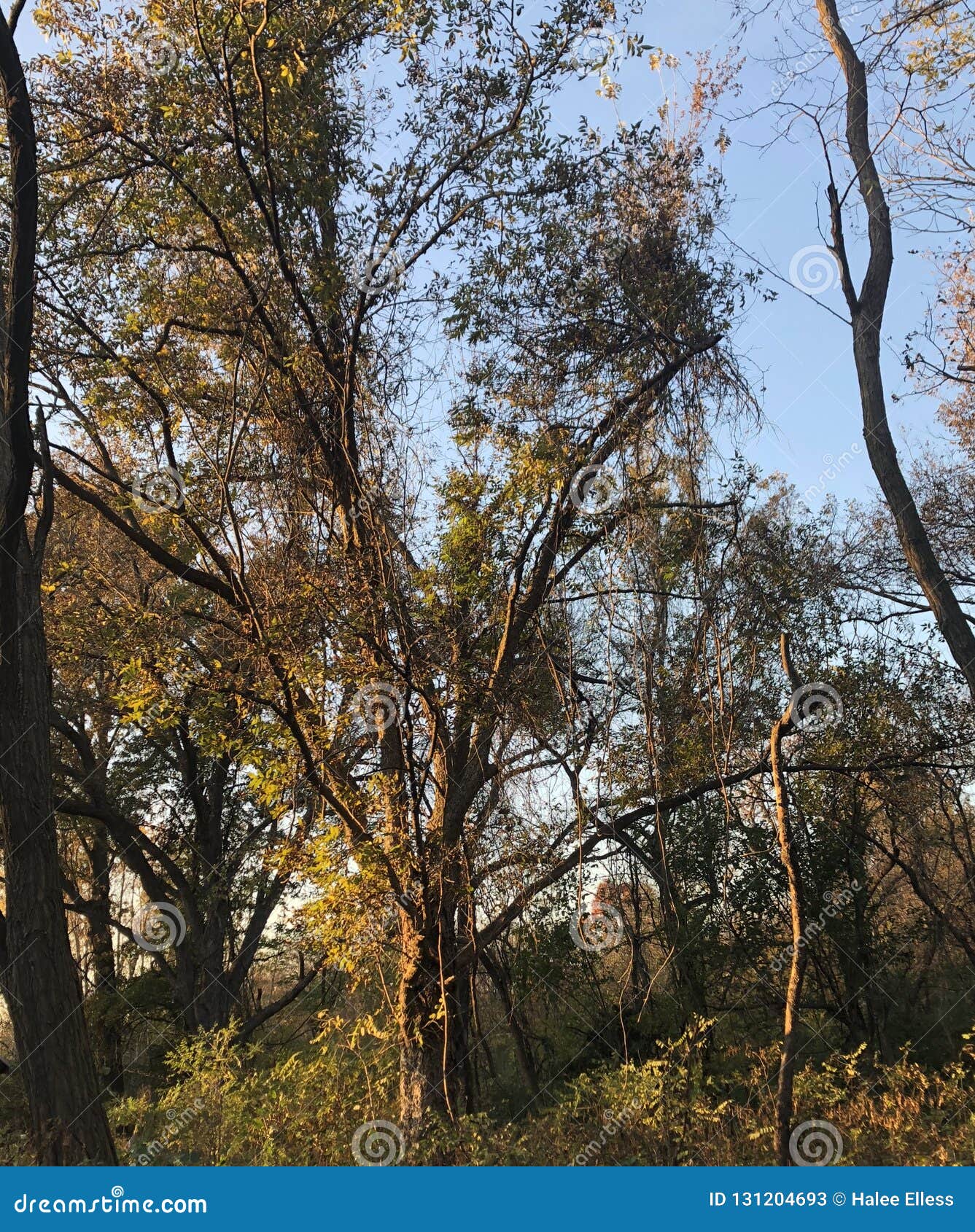 Sun shine tree stock image. Image of tree, takes, shine 131204693