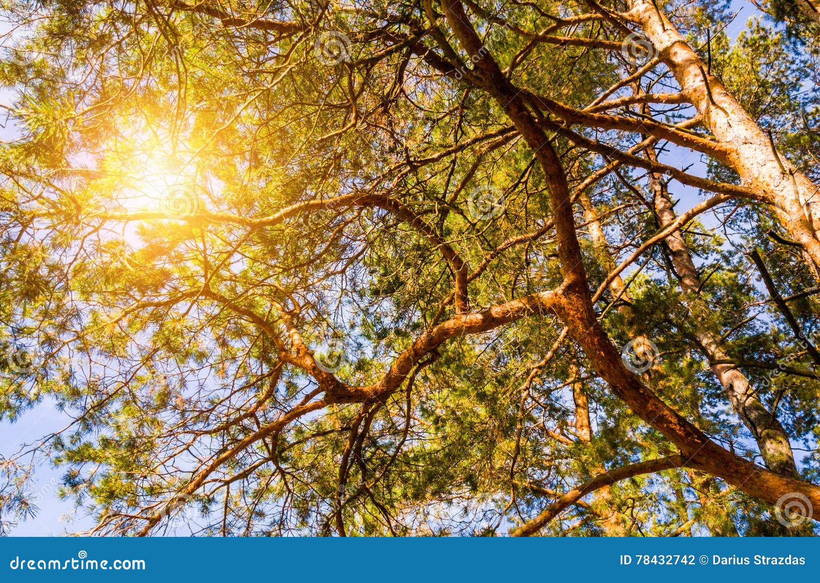Sun shine through tree stock photo. Image of bright, grove 78432742