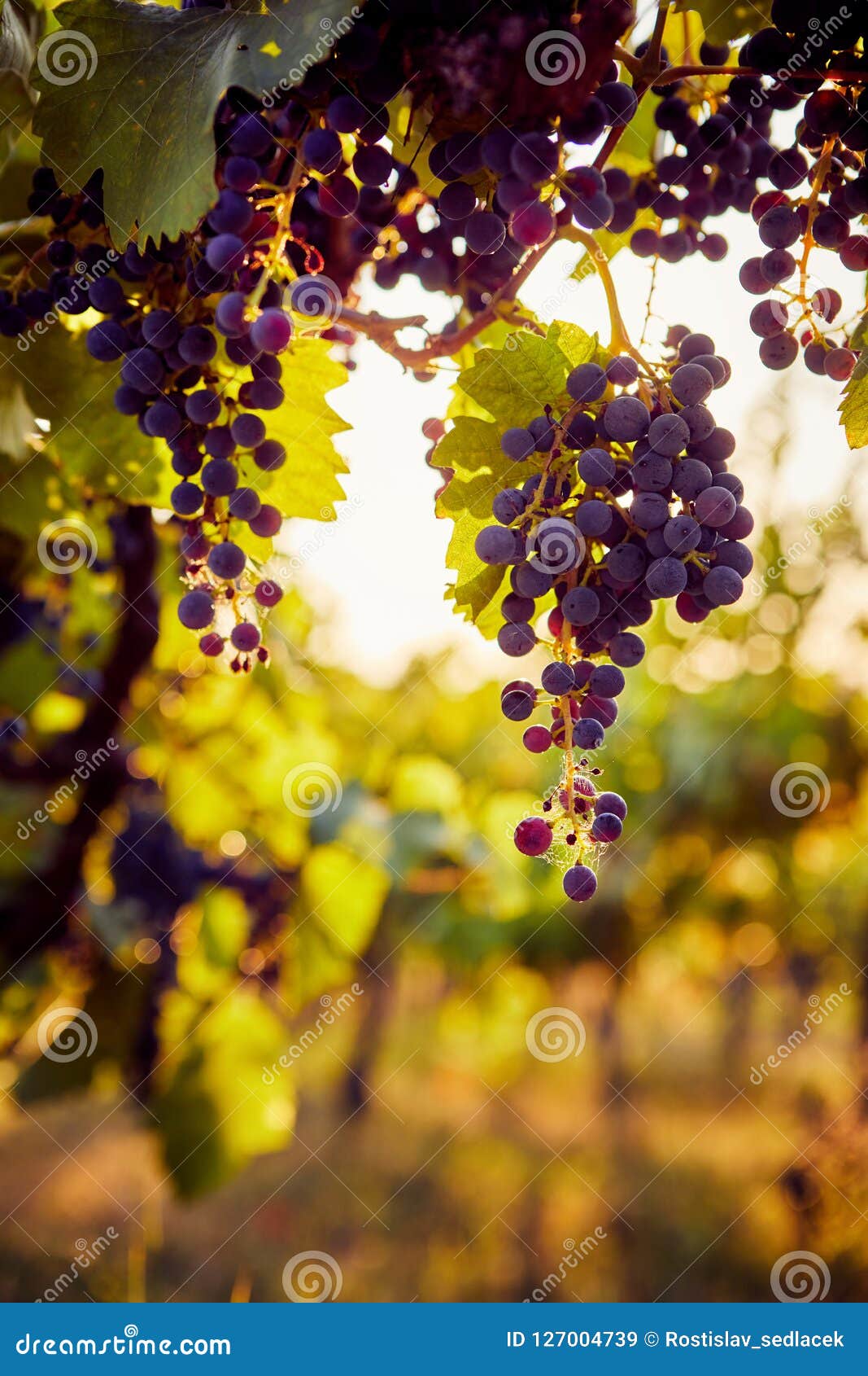 Grapevine, Blue Due To Copper Sulphate Fungicide Aka Bordeaux Mixture