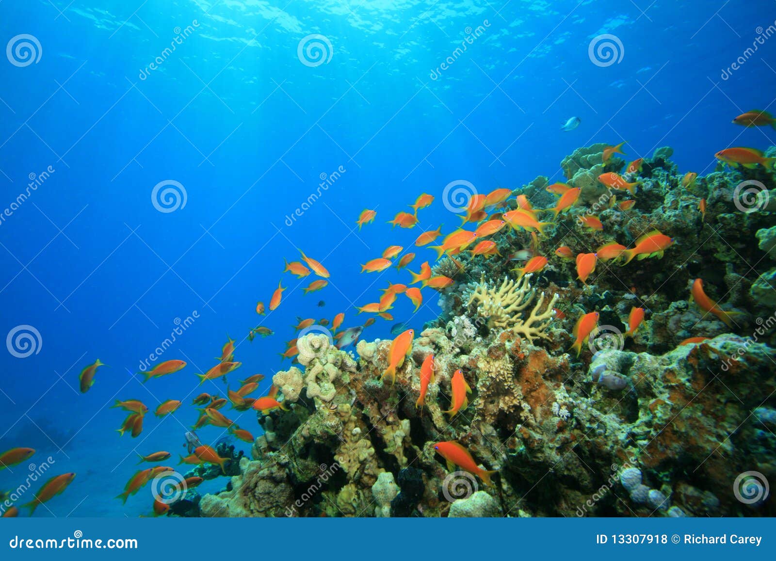 Sun Shines Onto Tropical Coral Reef Stock Photo - Image of beauty ...