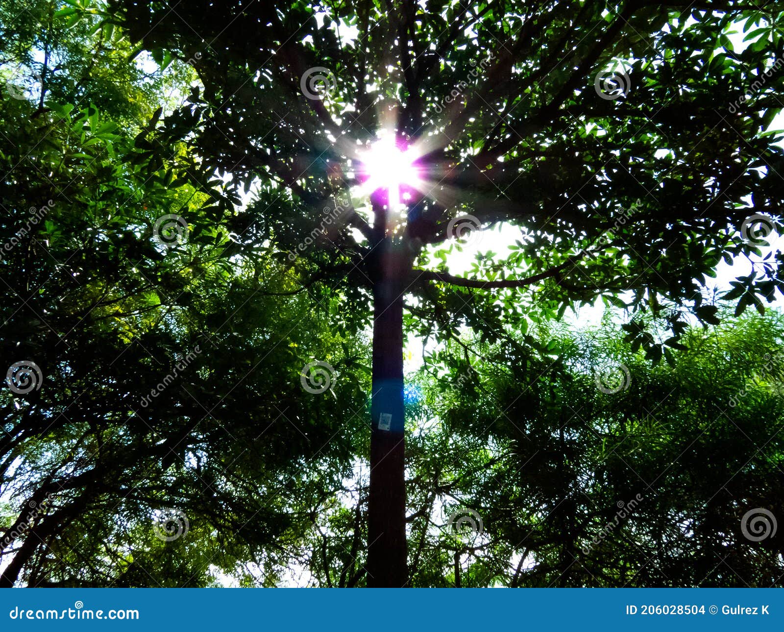 Sun Shines through the Trees Stock Photo Image of natural, flora