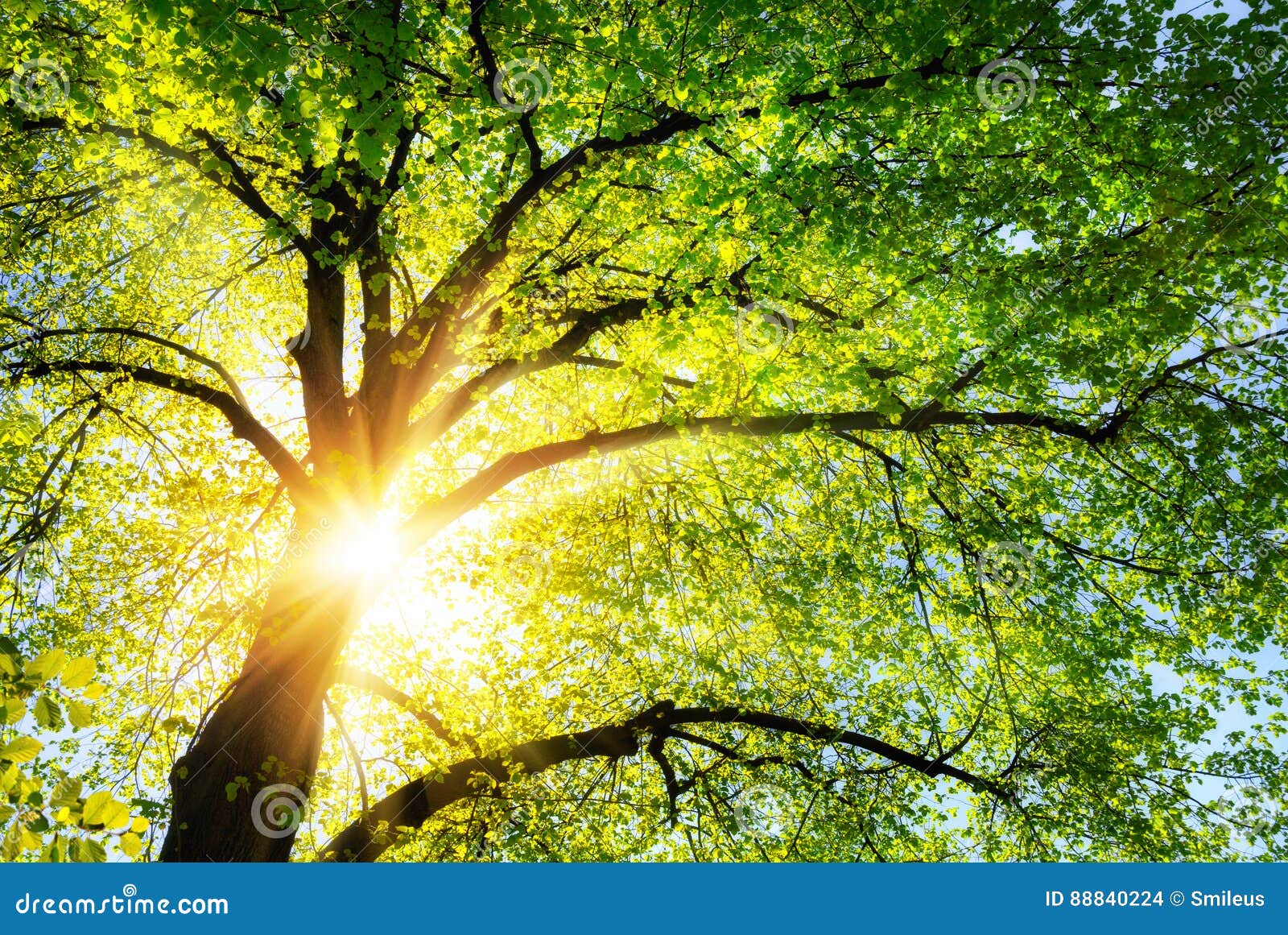 The Sun Shining through the Branches of a Tree Stock Photo - Image of