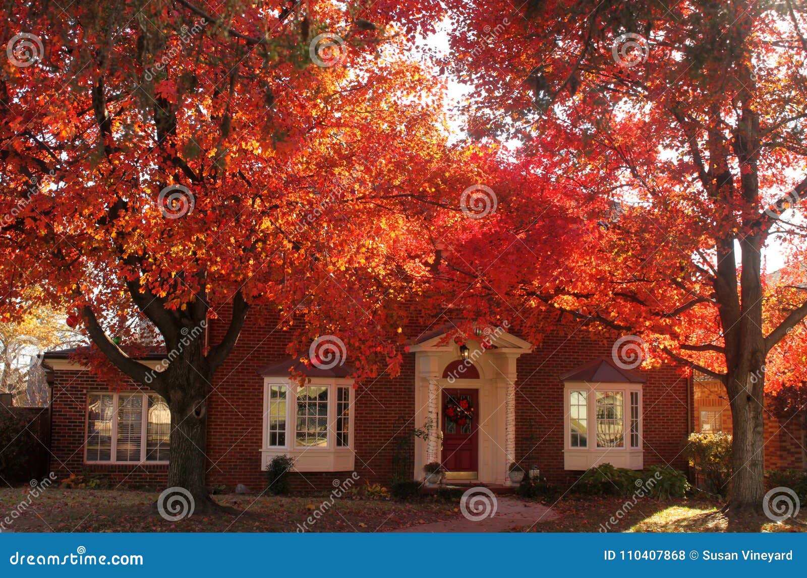 sun shining through brilliant red leaves shading a beautiful traditional brick house with christmas decorations all ready up