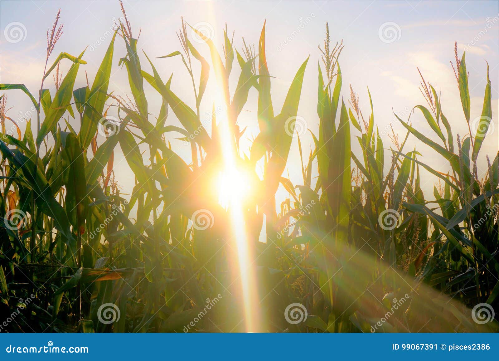 Sun shining through corn field. The sun shining through a corn field in the evening