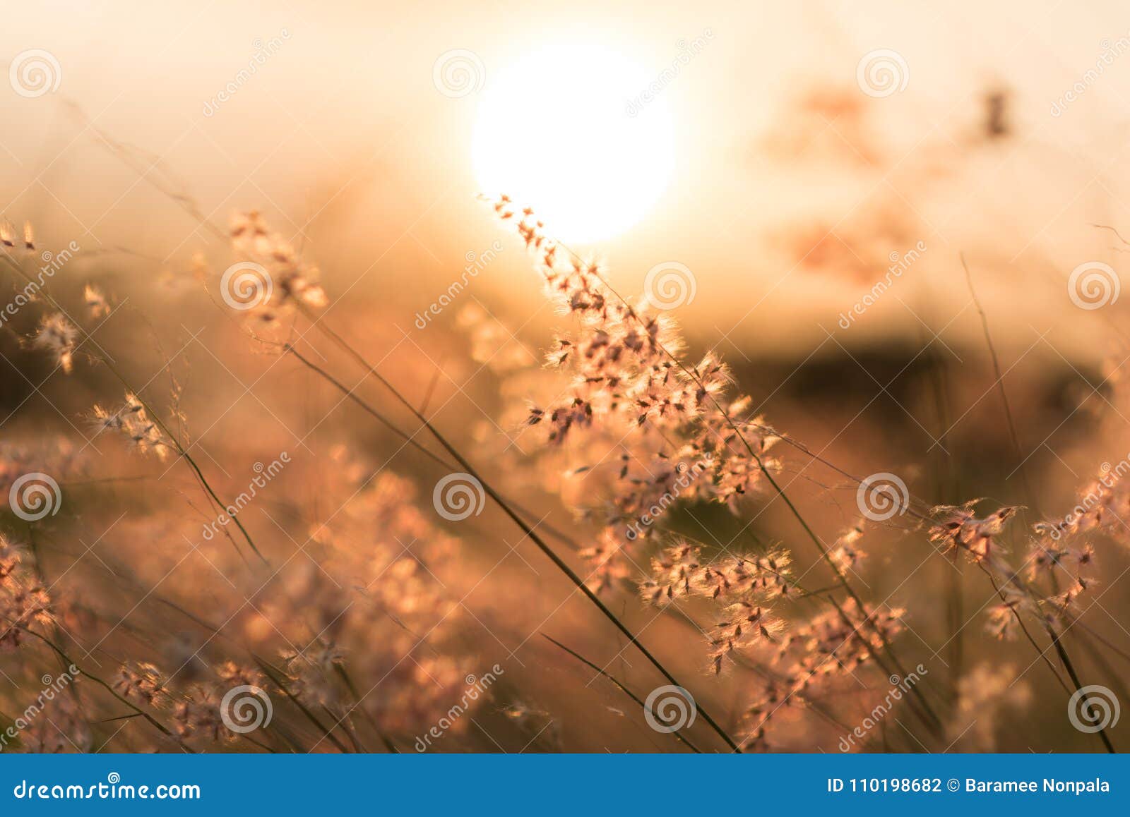 the sun is shining and the grass is brown.