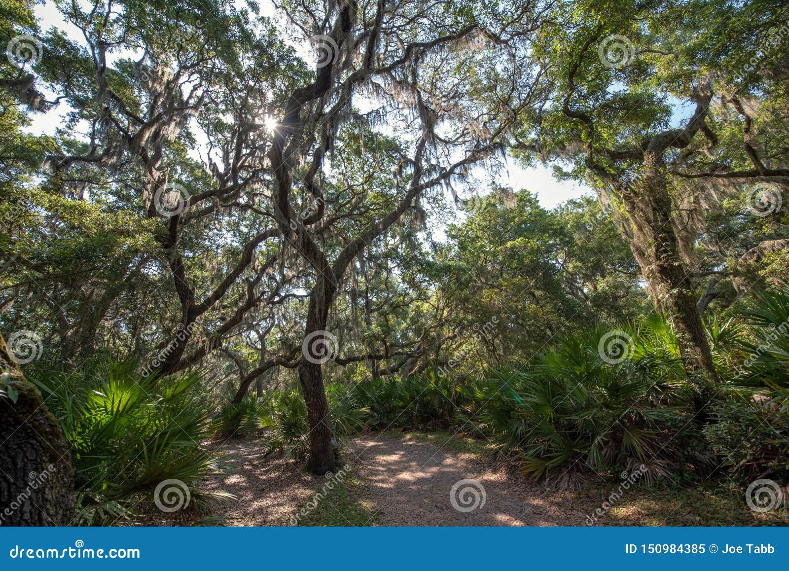 Sun Shining through a Live Oak Tree. Stock Image Image of island, path 150984385