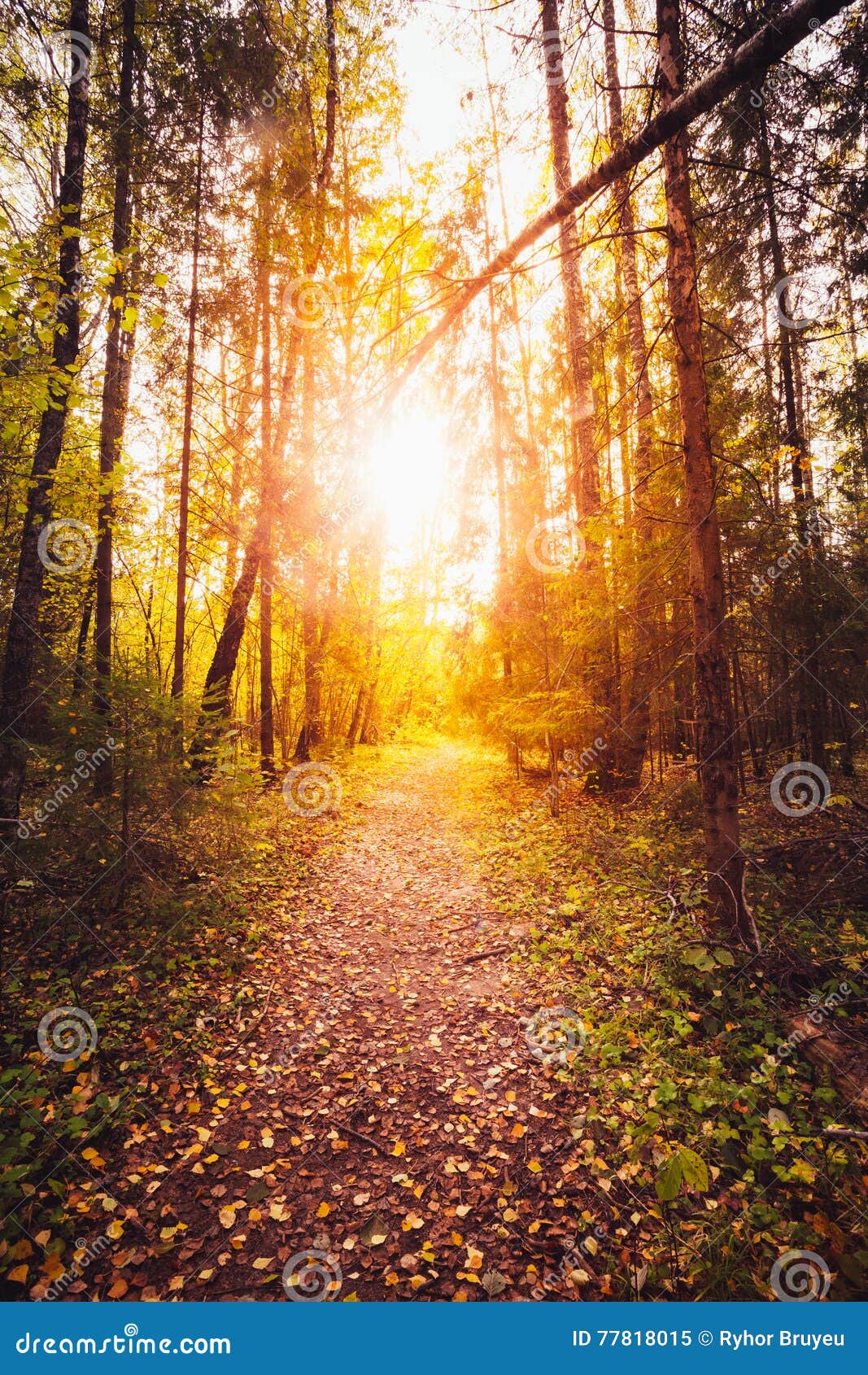 Sun Shining Over Road Path Walkway Through Forest Sunset Sunrise