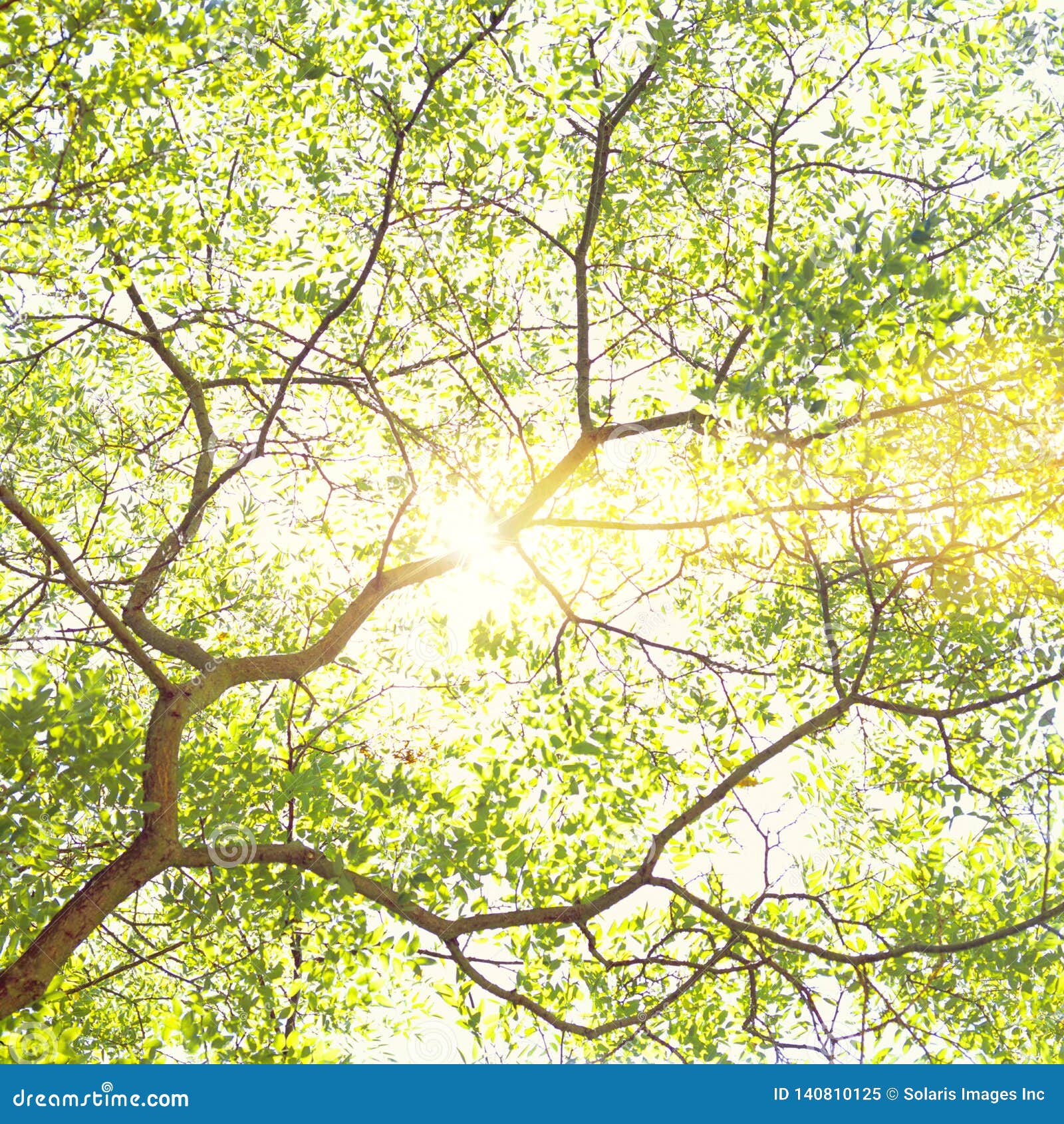 Sun Shining through Tree Branches and Bright Green Leaves. Spring