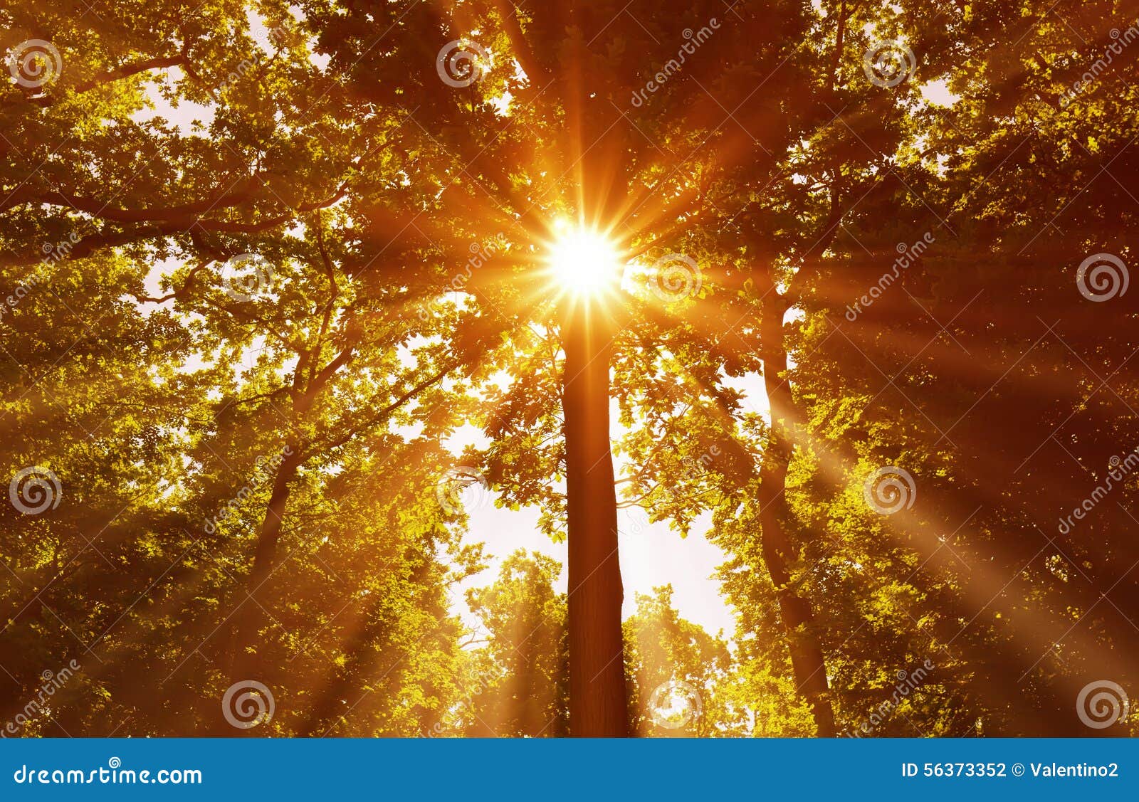 Sun Shining through Tree Branches Stock Photo Image of foliage