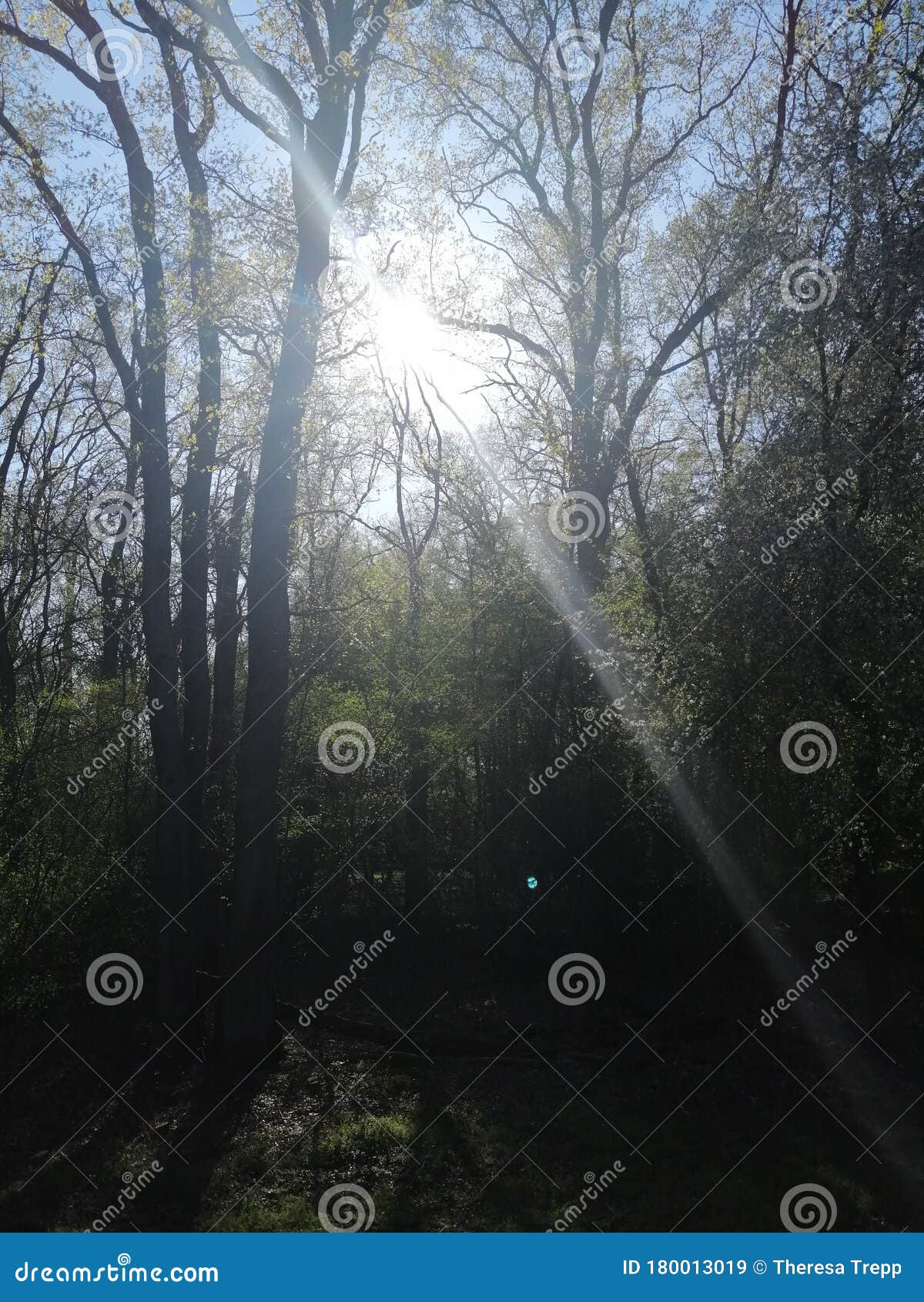 Sun is Shining between Trees Stock Image Image of trees, plant 180013019