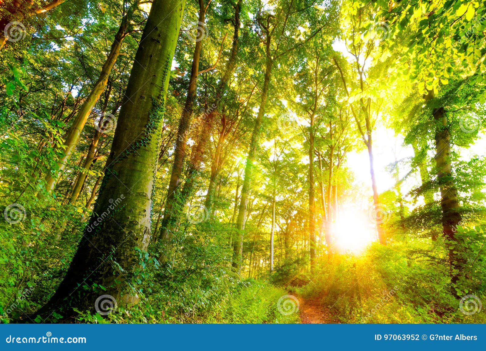 Sun Shining Through Trees In Forest Stock Photo Image Of Scenery