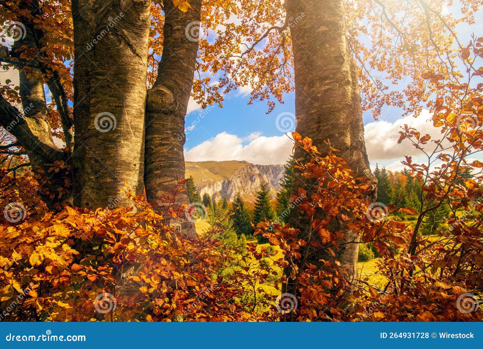 Sun Shining through the Trees in the Woods Stock Photo Image of grass