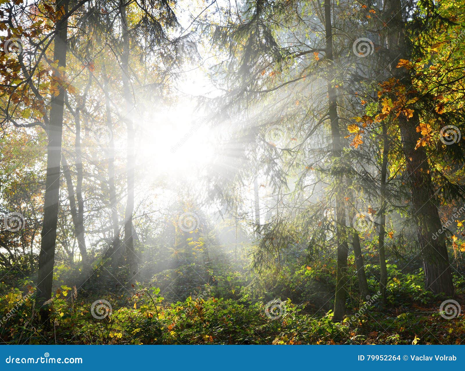 Sun Shining through Trees in a Woods Stock Photo Image of autumn