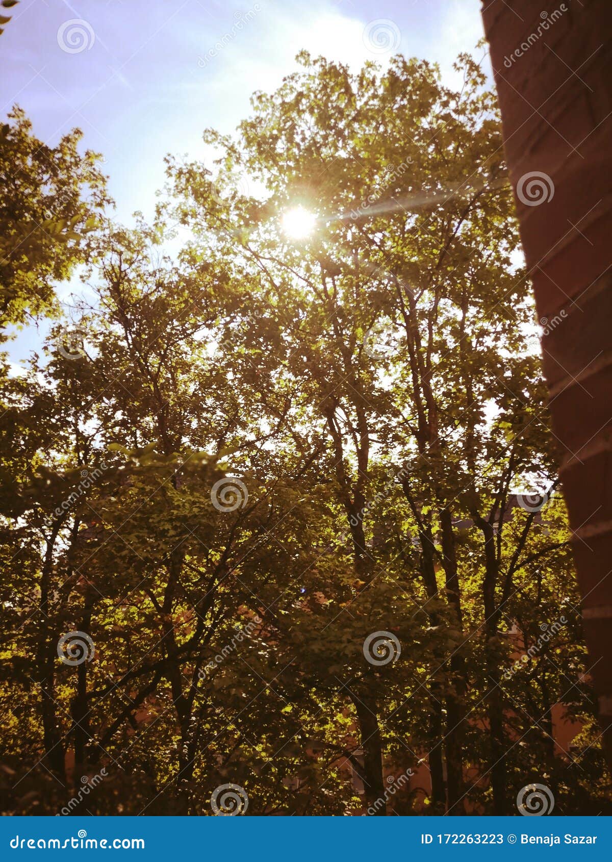 sun is shining trough tree efect