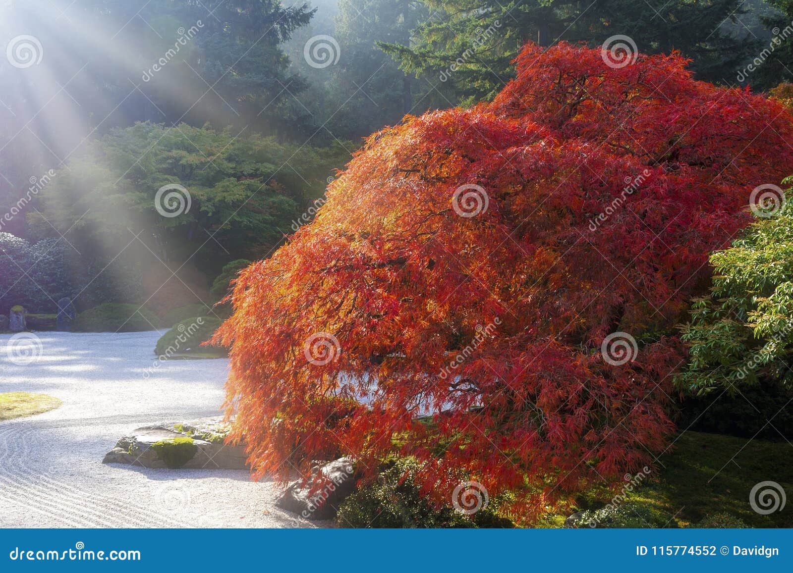 Sun-Strahlen über Altem Japanischem Ahornbaum Stockfoto - Bild von