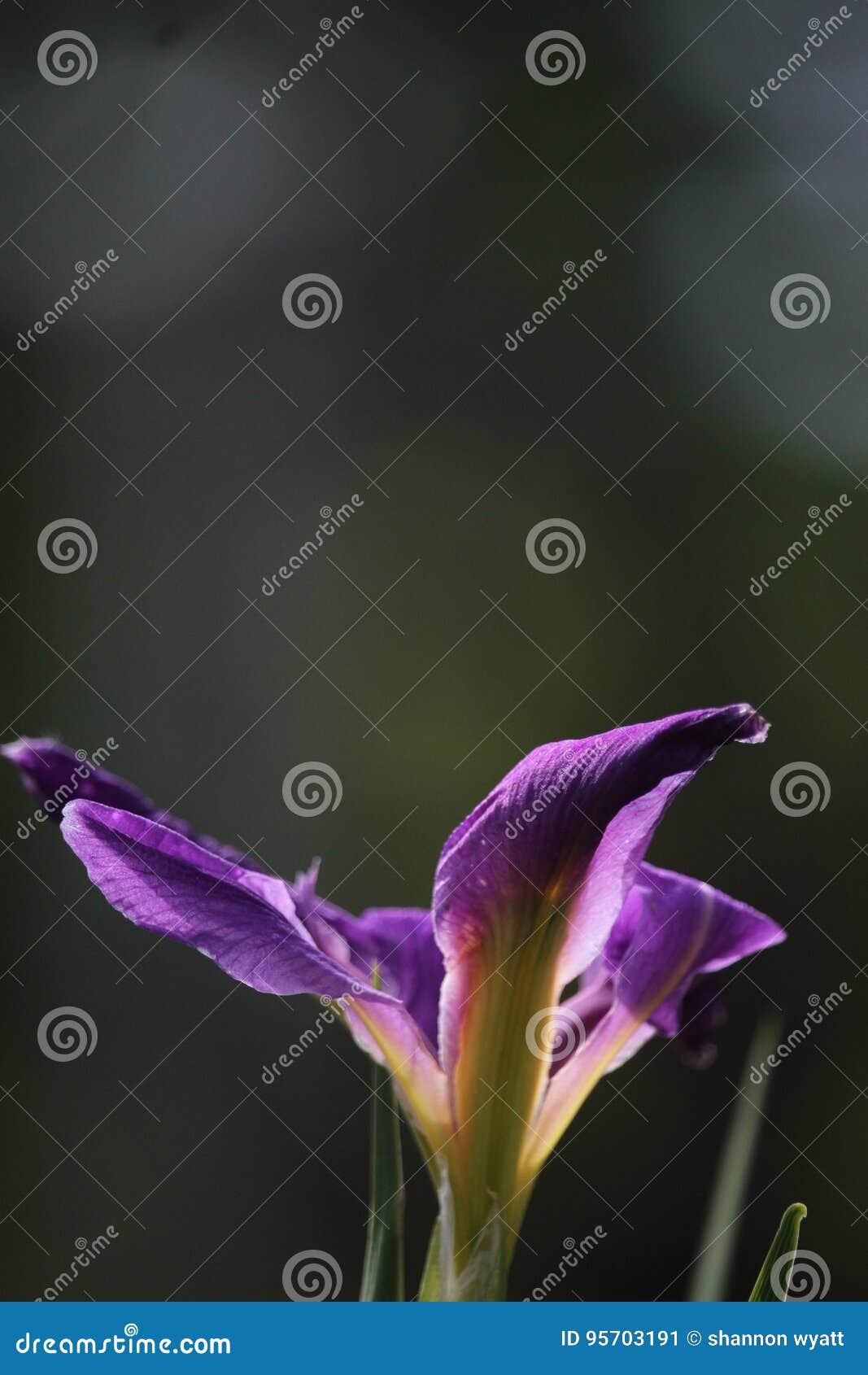 Suntipped Iris stock image. Image of purple, tipped 95703191