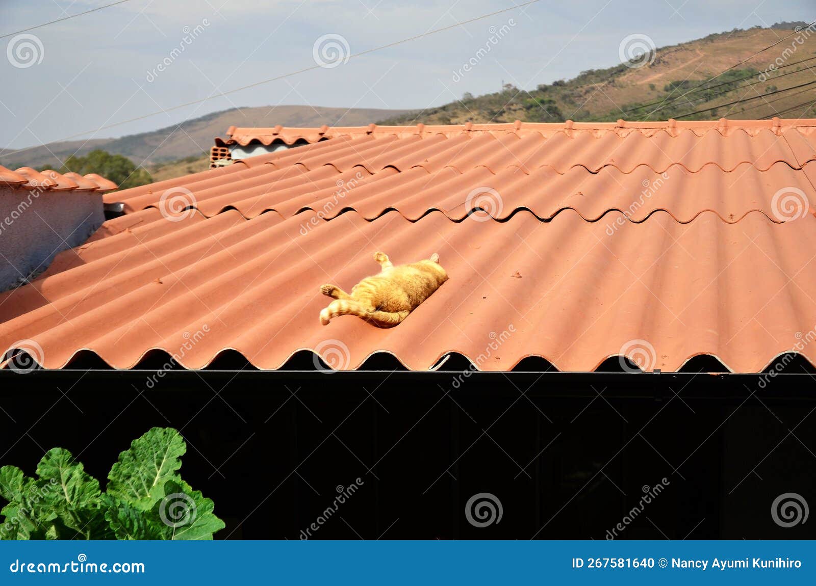 in the sun on top of the roof an orange felis catus sleeping