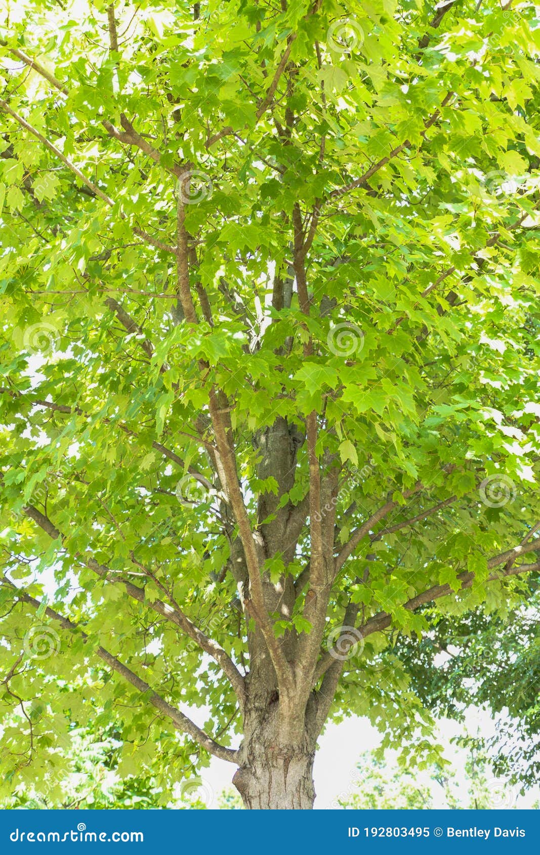 pics Sun Valley Red Maple Tree Size 616 maple sun tree valley photos free royalty free stock photos from dreamstime
