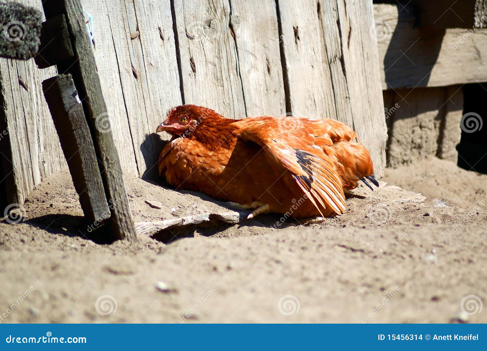 Sunbathing chicken stock photo. Image of chicken, culture 15456314