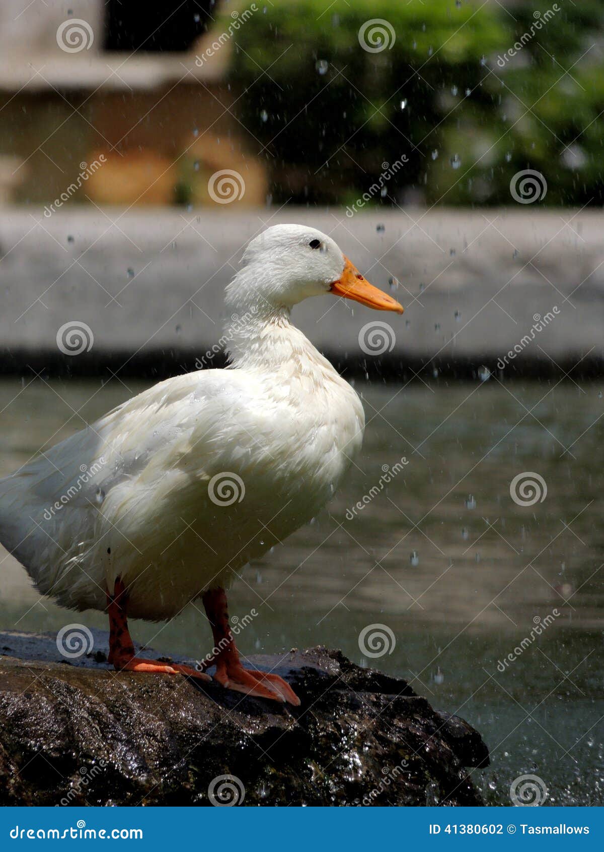 sunbathing duck