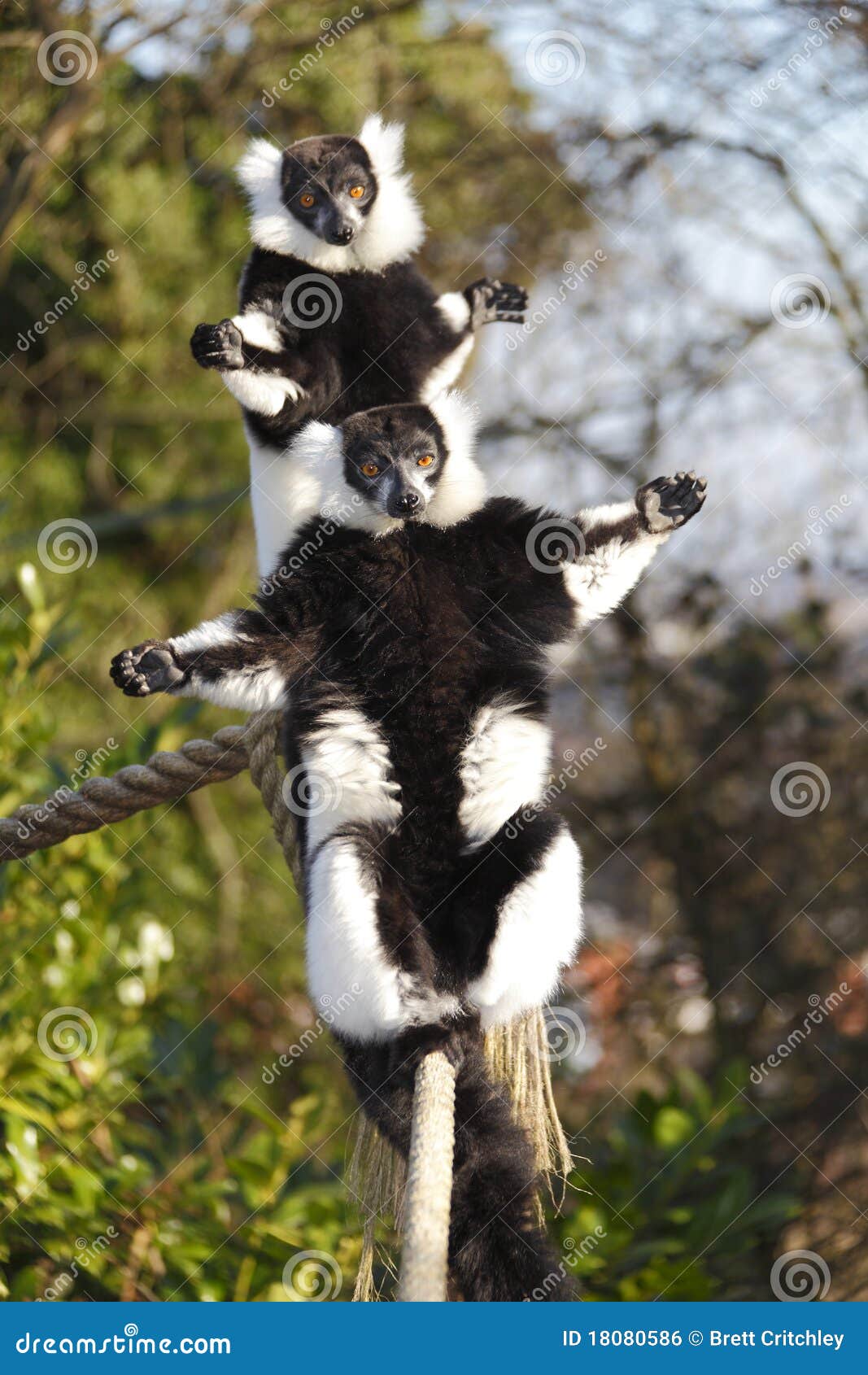 sunbathing lemurs