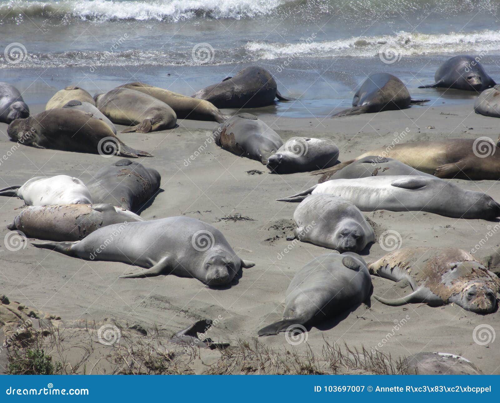 sunbathing sea lions on the beach, highway no. 1, california, usa