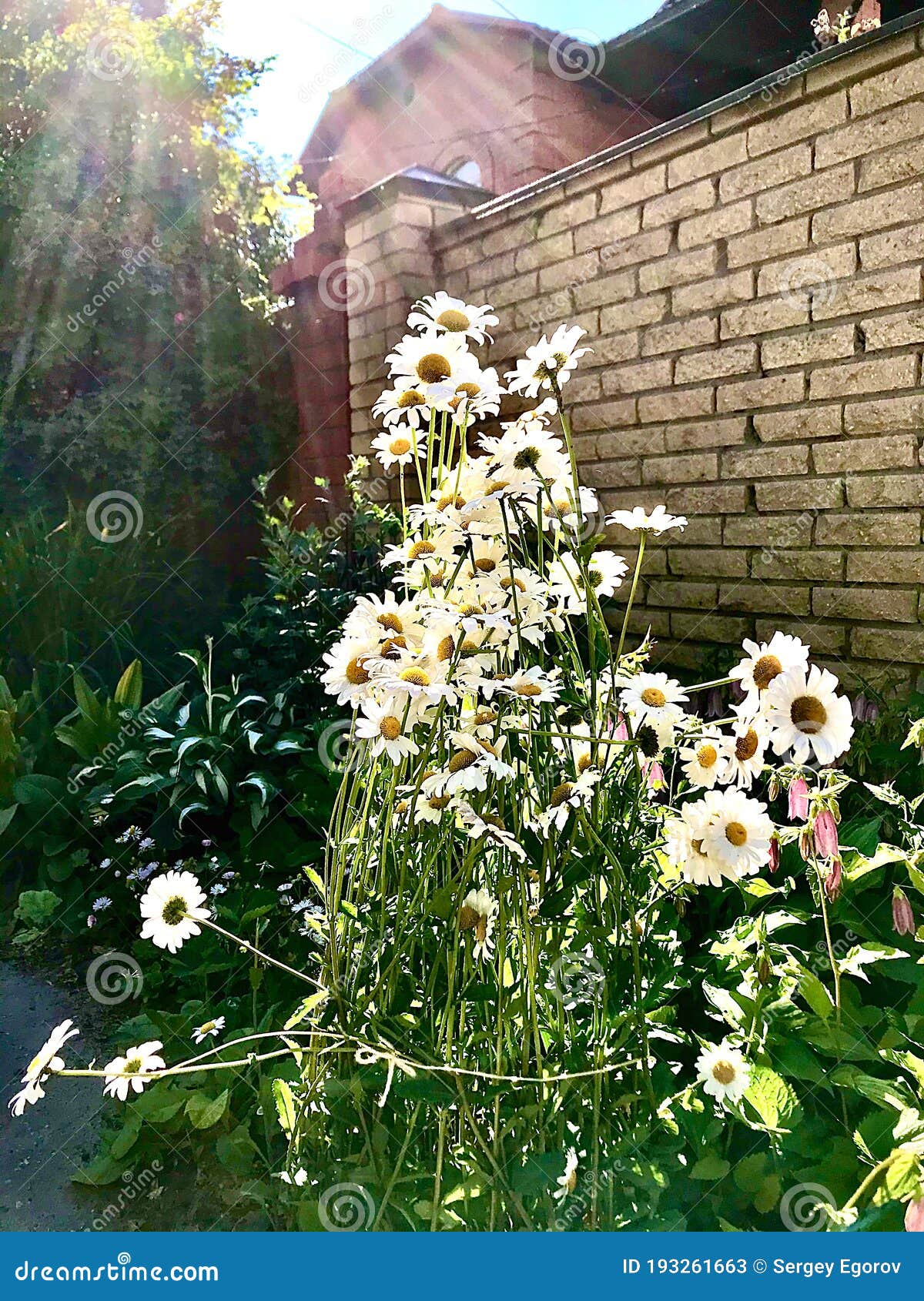 Sunbathing on a Summer Morning Stock Image Image of sunbathing