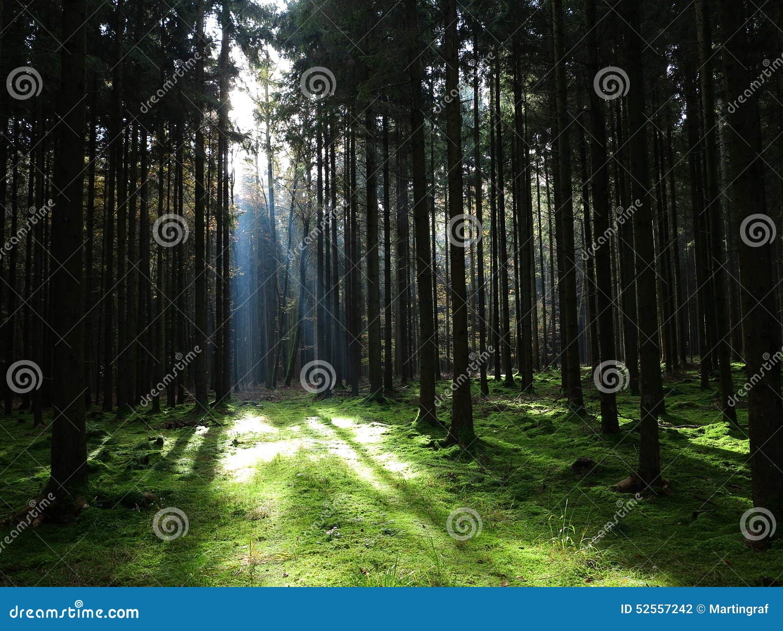sunbeam into spruce forest