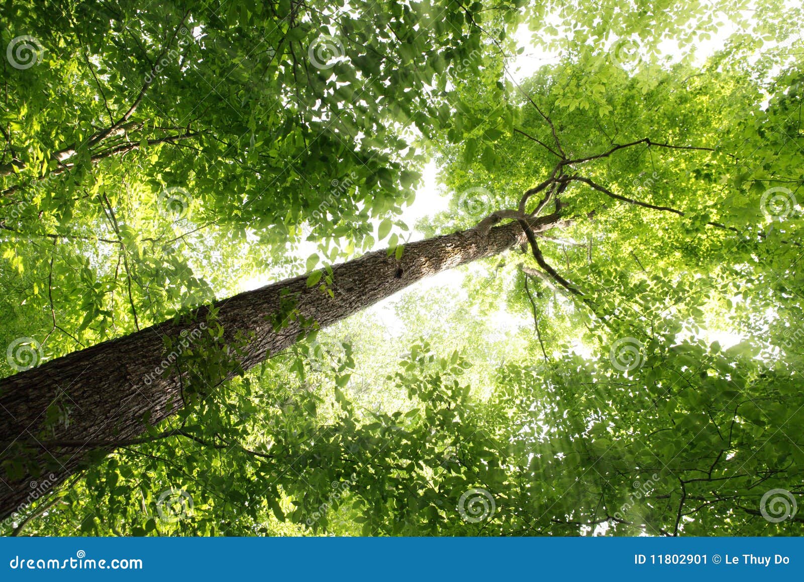 sunbeam and tree