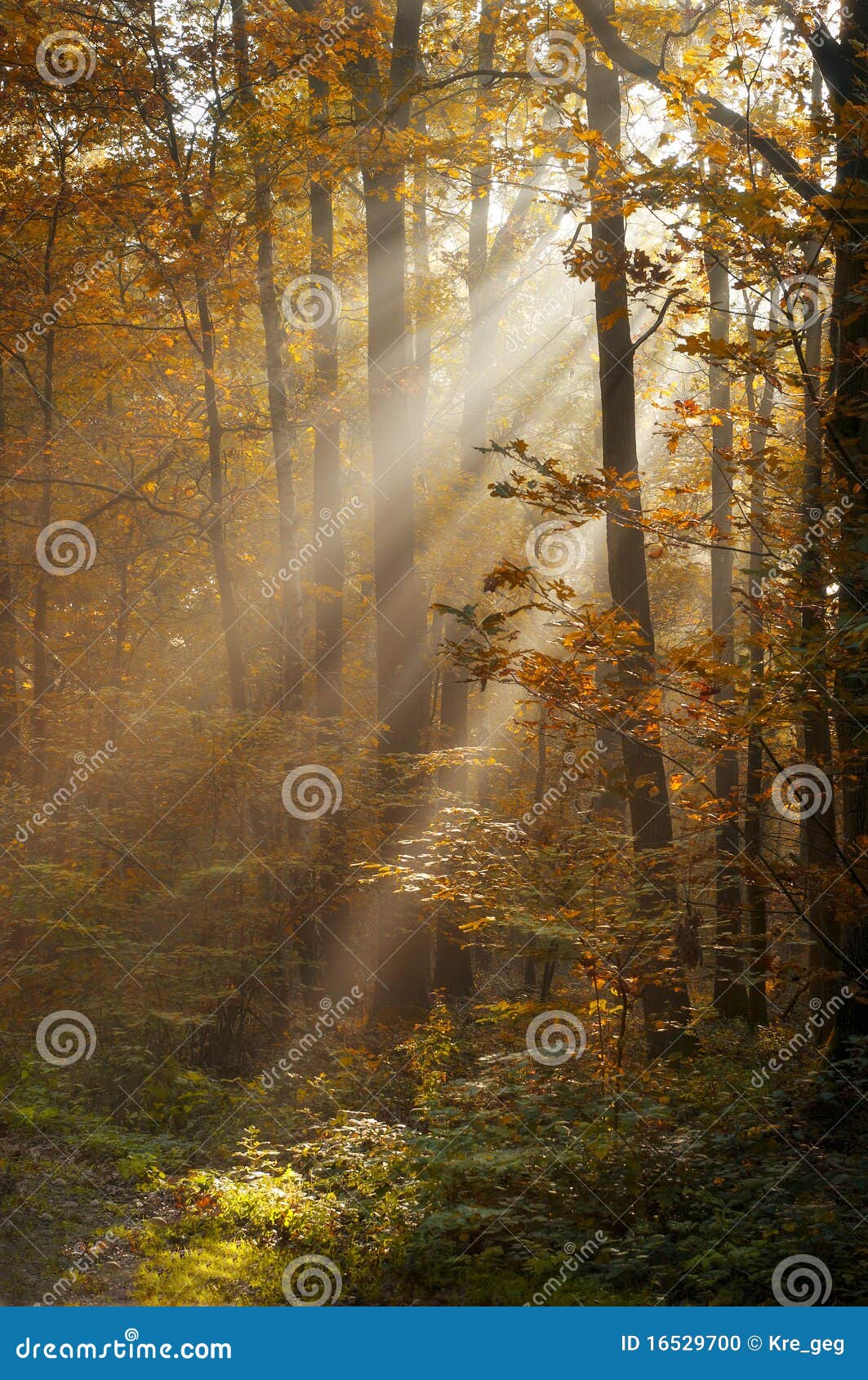 Sunbeams Stock Photo Image Of Misty Leaf Landscape 16529700