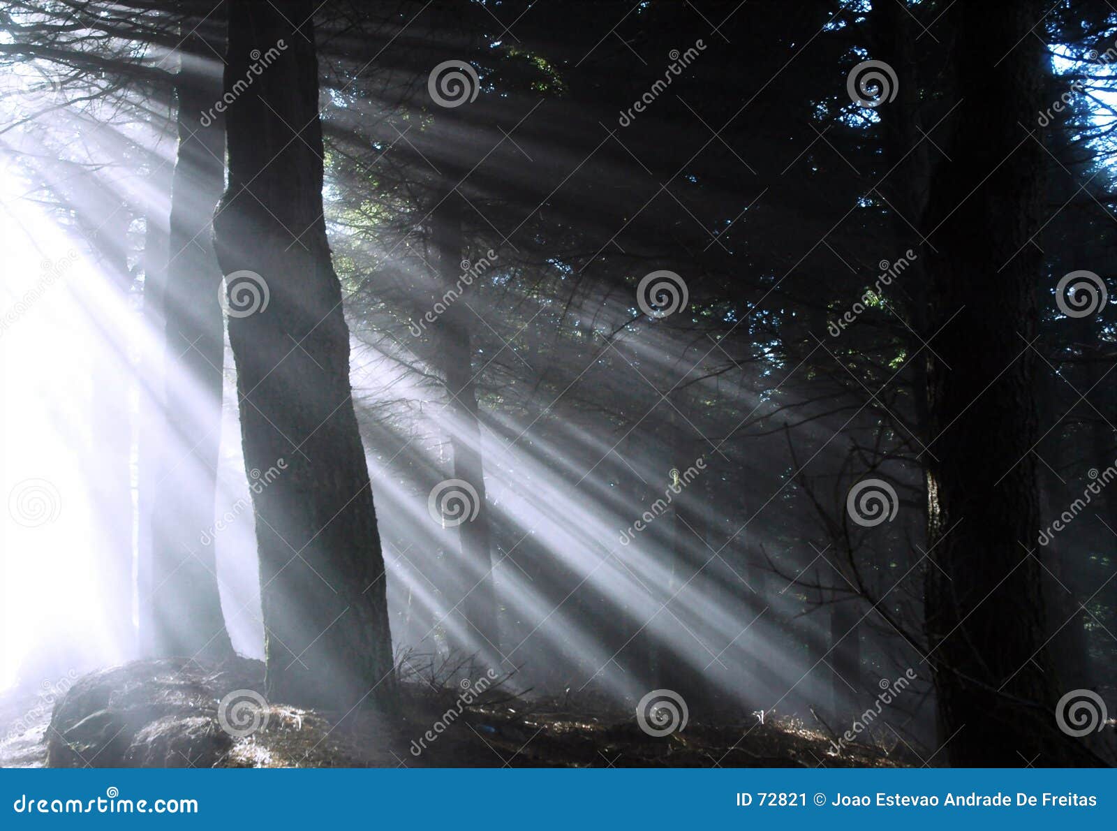 sunbeams