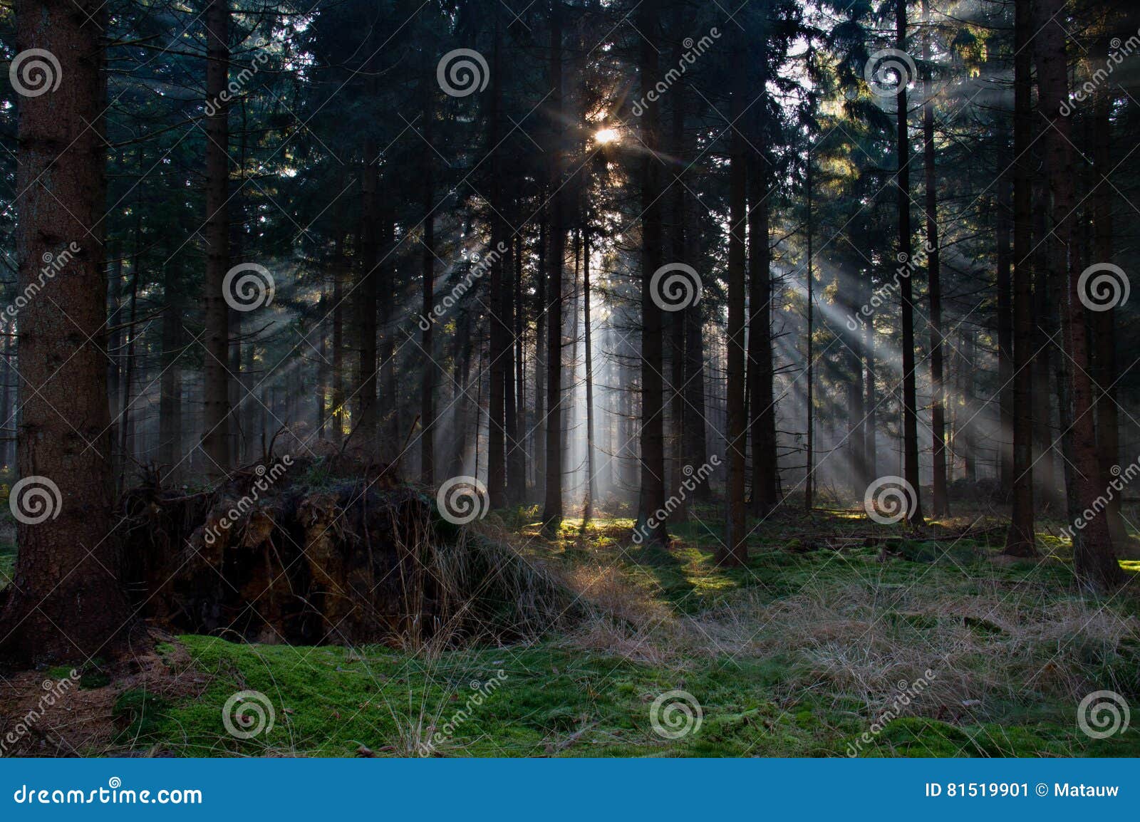 sunbeams in a forest
