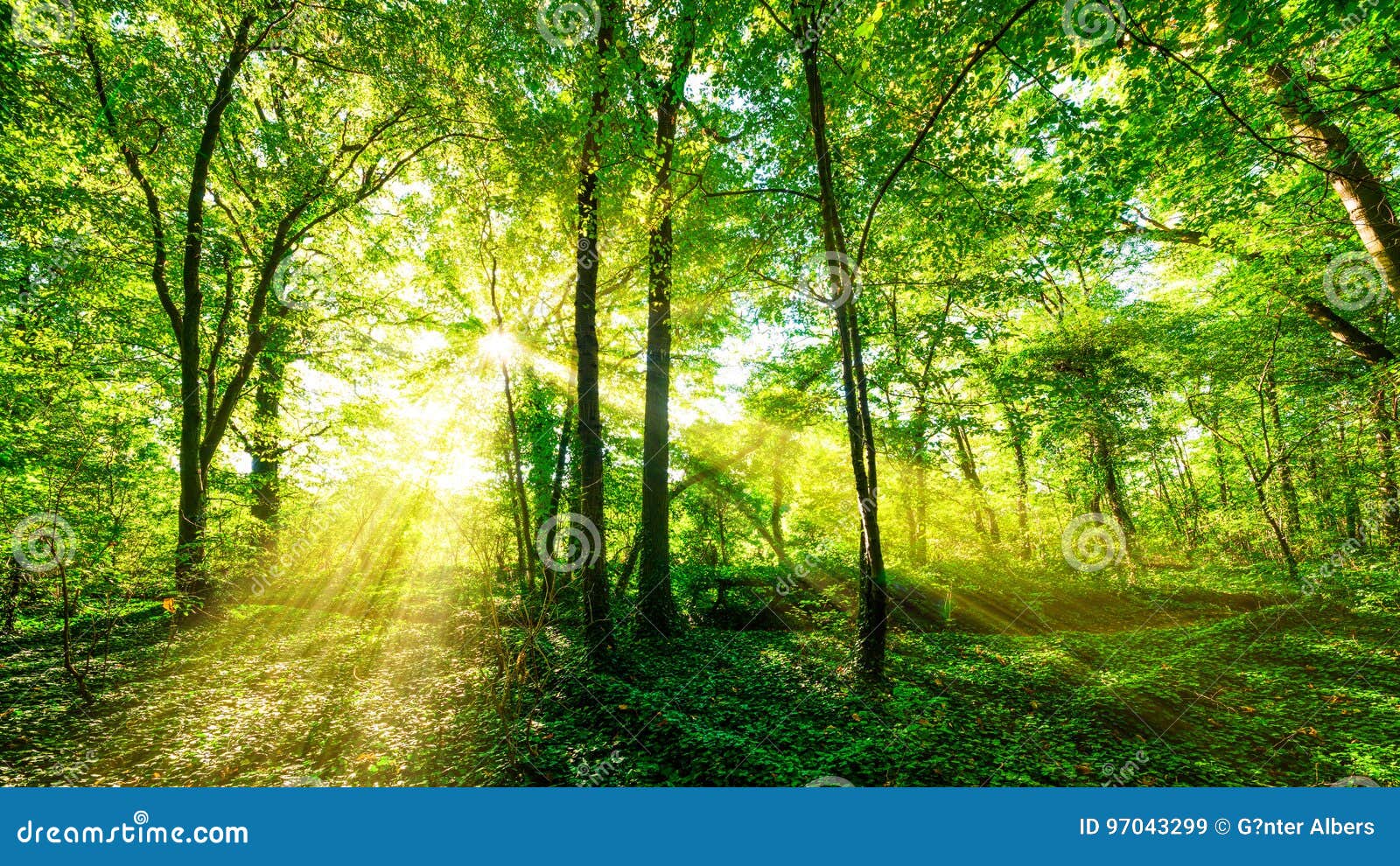 sunbeams through forest trees