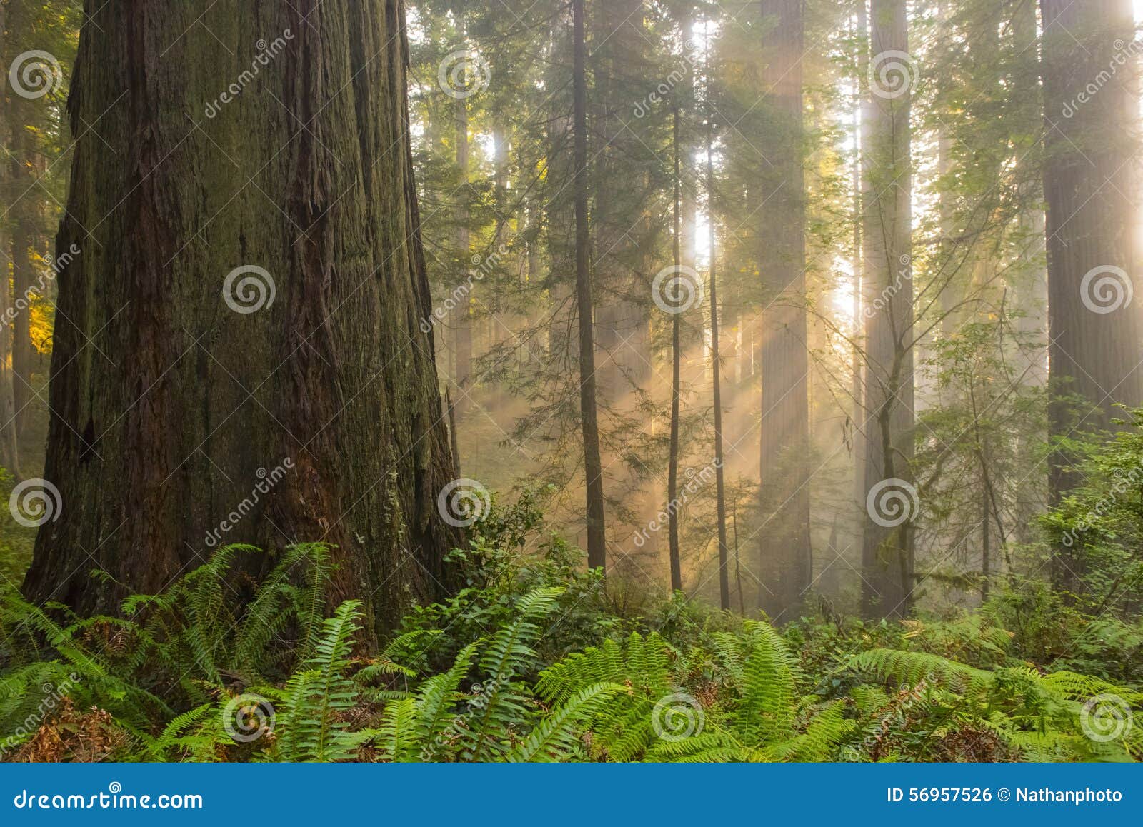 sunbeams in redwood forest