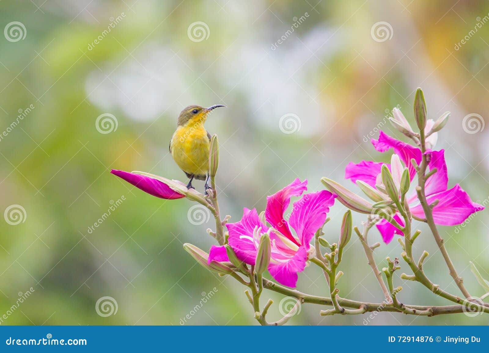 Sunbird on flower stock photo. Image of green, aethopyga - 72914876