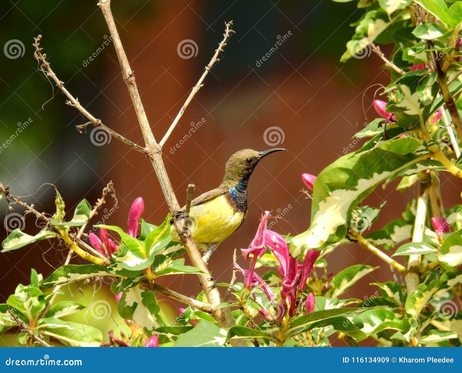 This is a Sunbird stock image. Image of birding, close - 116134909
