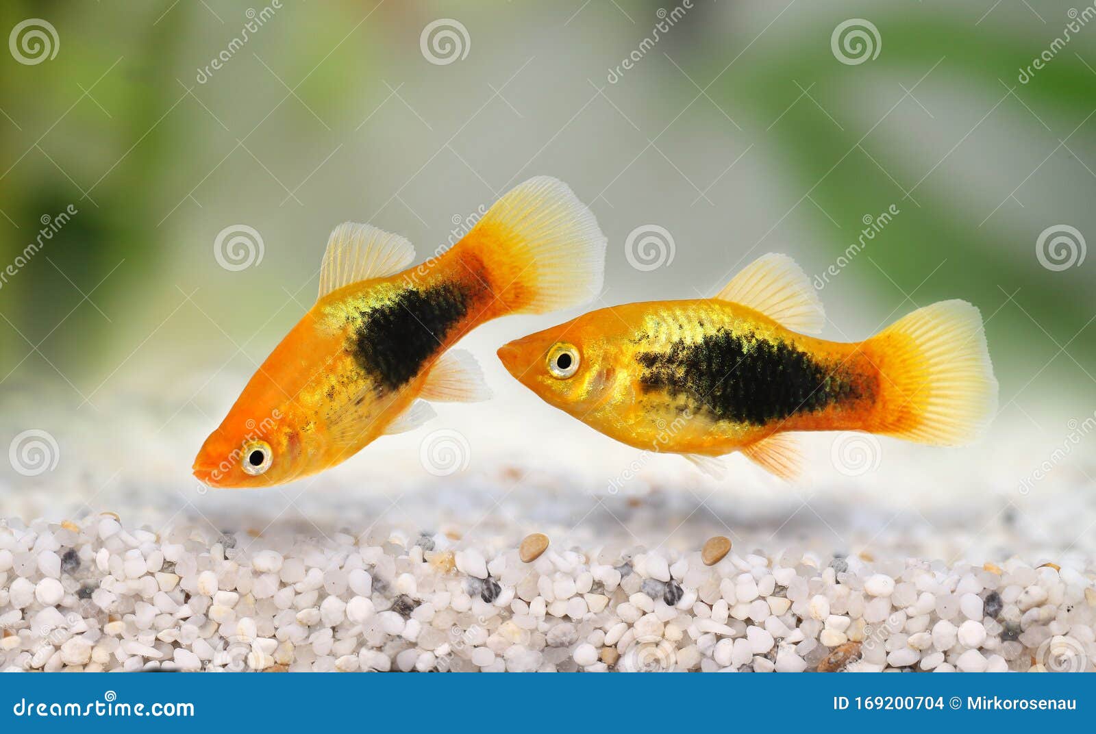 sunburst tuxedo platy male xiphophorus variatus tropical aquarium fish