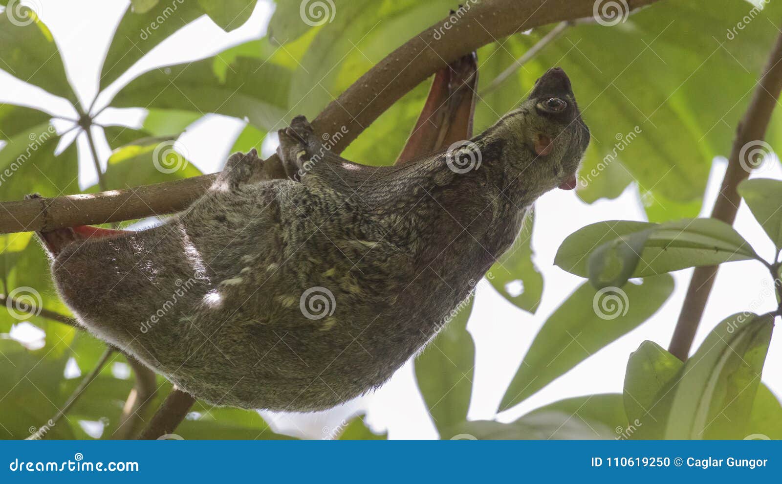 sunda flying lemur on tree