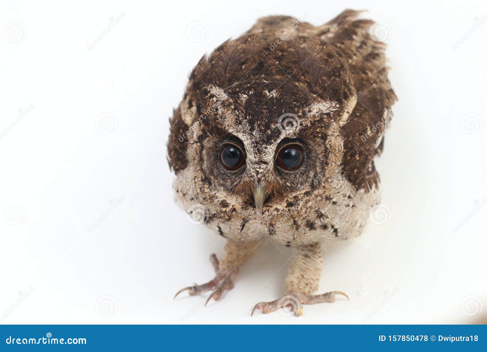 the sunda scops owl otus lempiji is a small brown owl that is speckled with black on the upper parts and streaked with black on