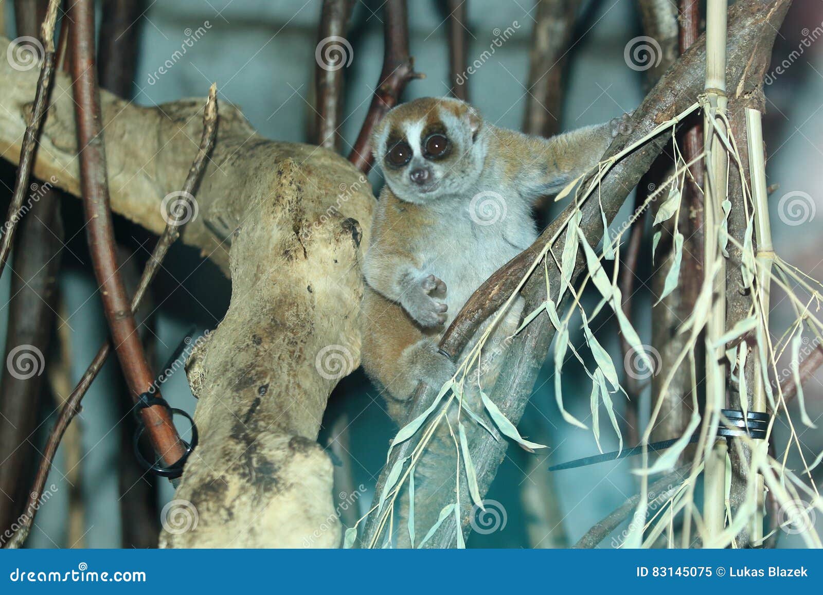 sunda slow loris