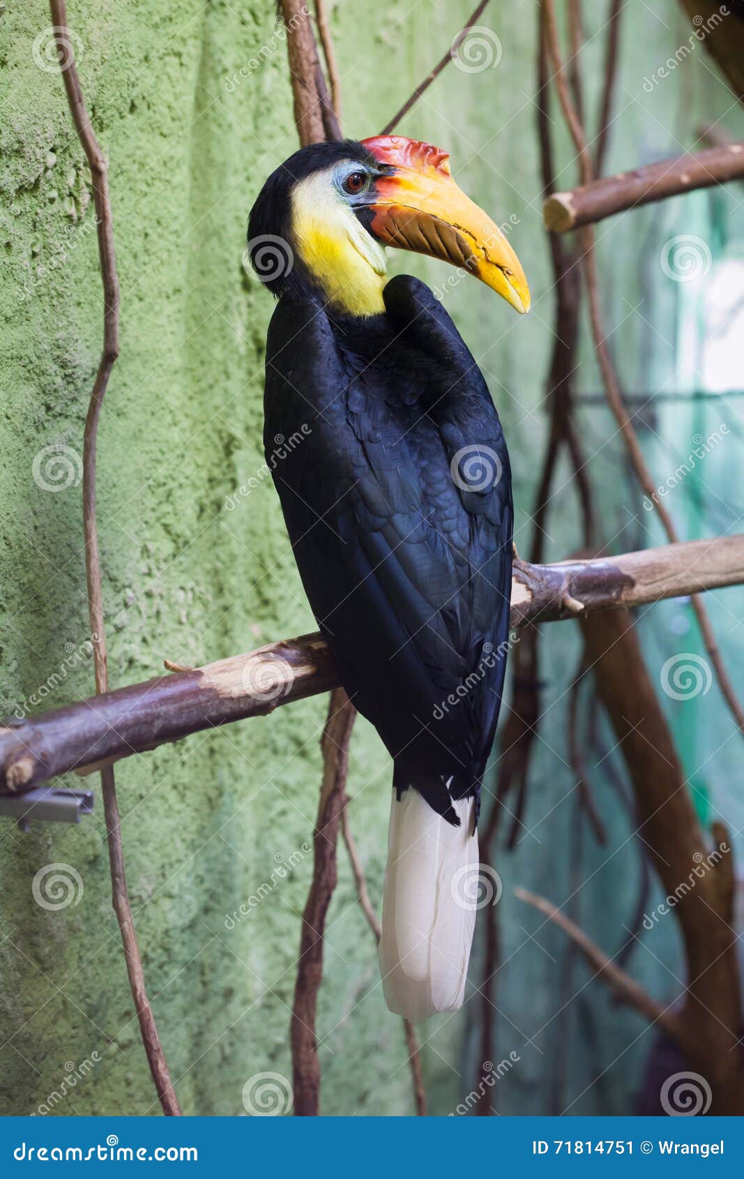 sunda wrinkled hornbill (aceros corrugatus).