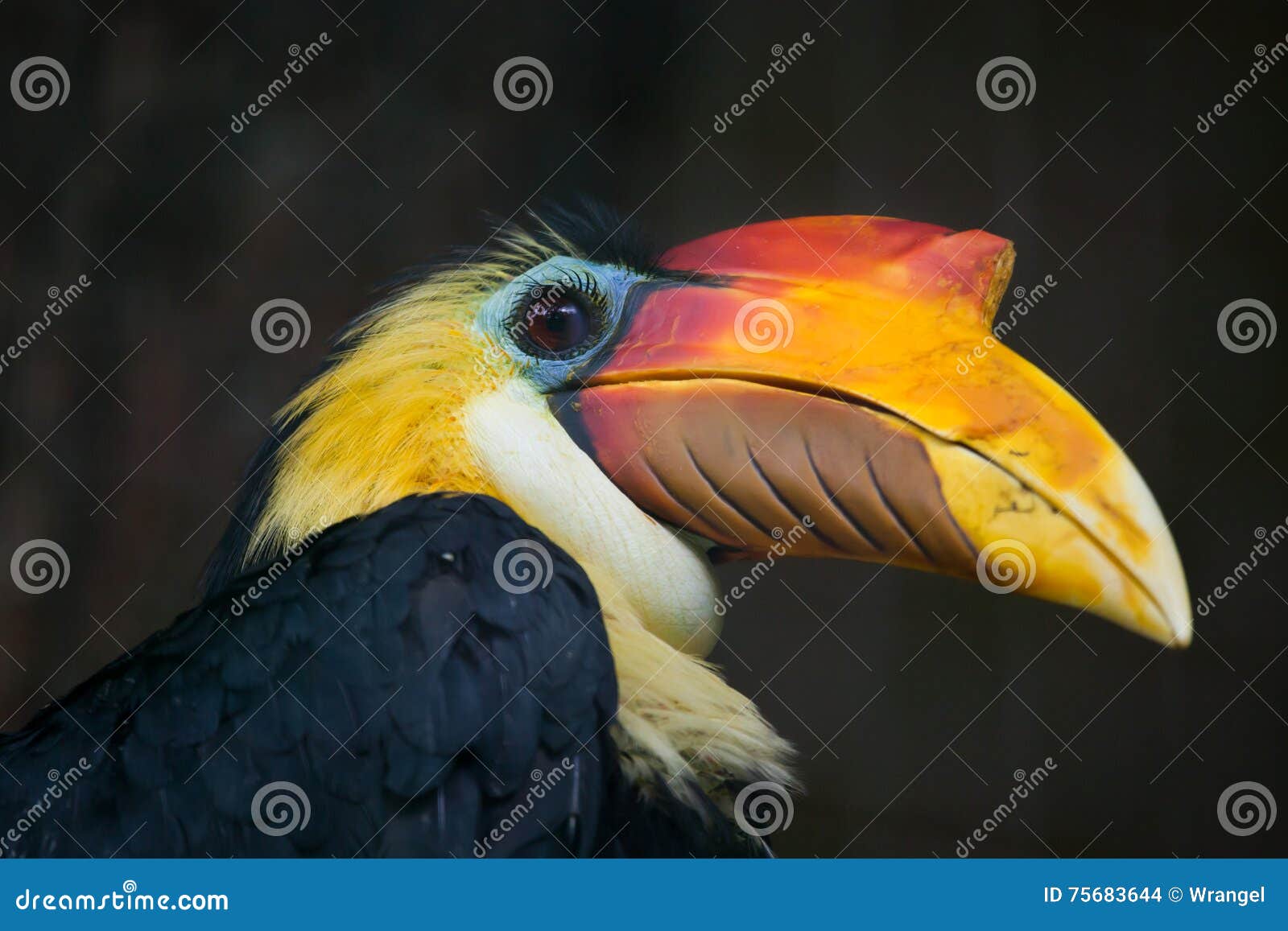 sunda wrinkled hornbill (aceros corrugatus).