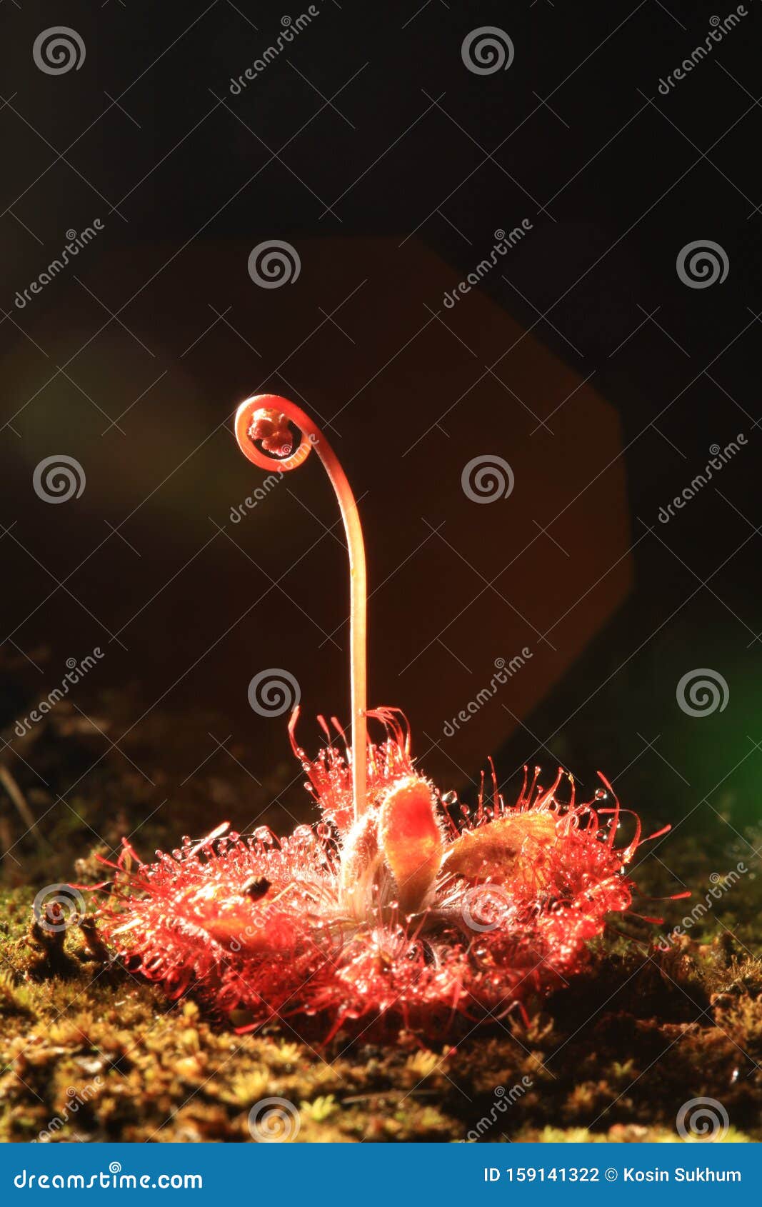 Sundew o Drosera tokaiensis è una pianta carnivora Piccoli insetti di rapa. La Sundew o Drosera tokaiensis è una pianta Carnivora I minuscoli insetti sono di vischio adesivo.